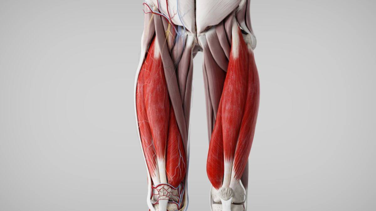 Musculus quadriceps femoris