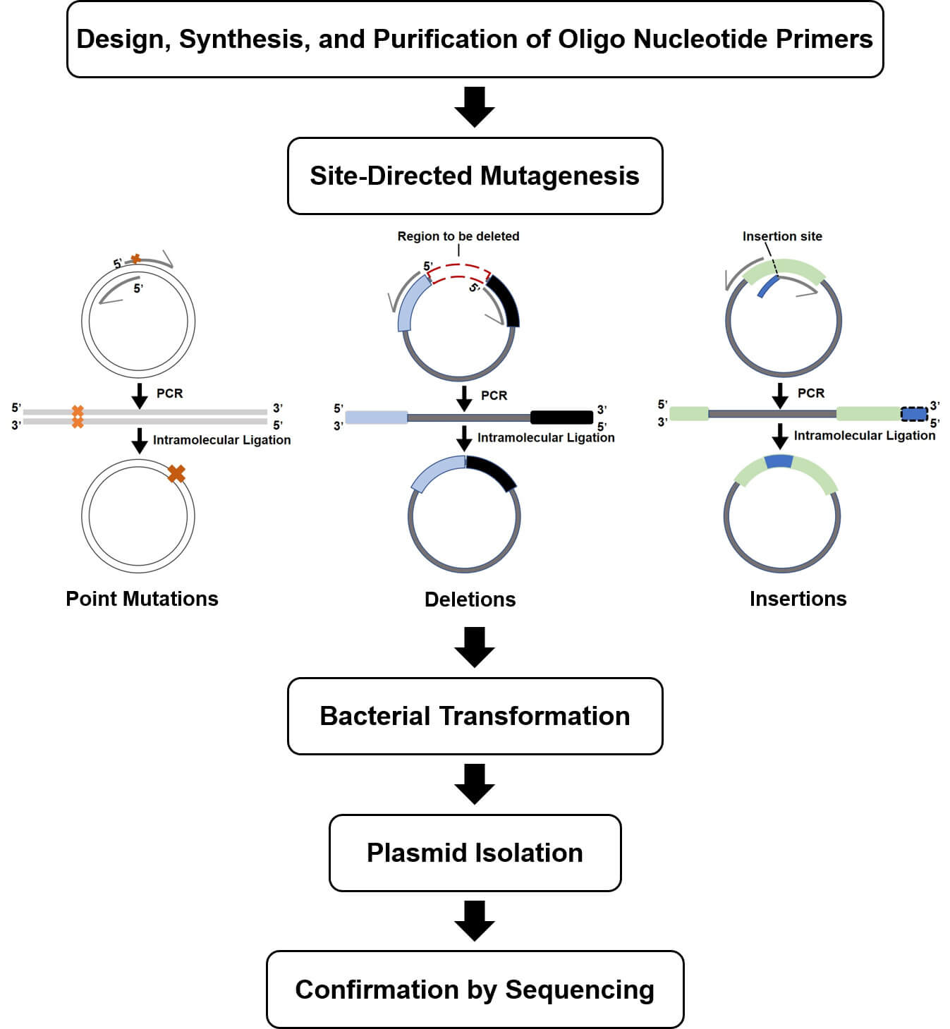 site-directed-mutagenesis-figure-1_original.jpg