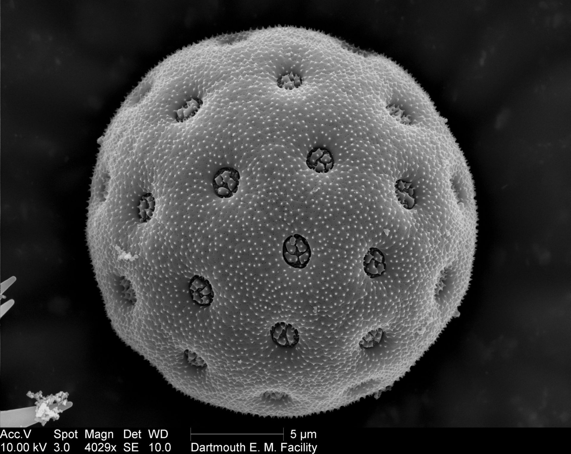 Amaranthus (Pollen wall) - CIL:40289