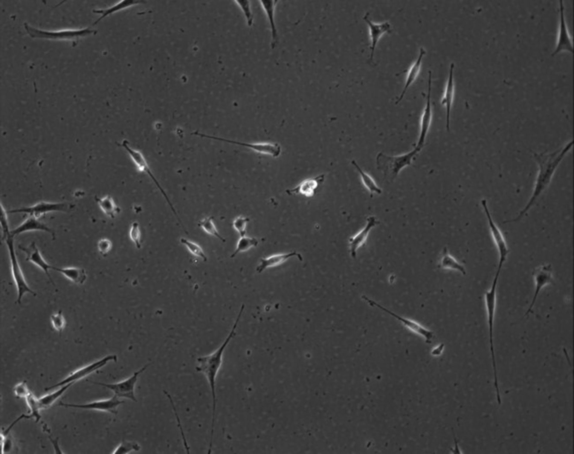 Mus musculus (Extracellular matrix part) - CIL:8976