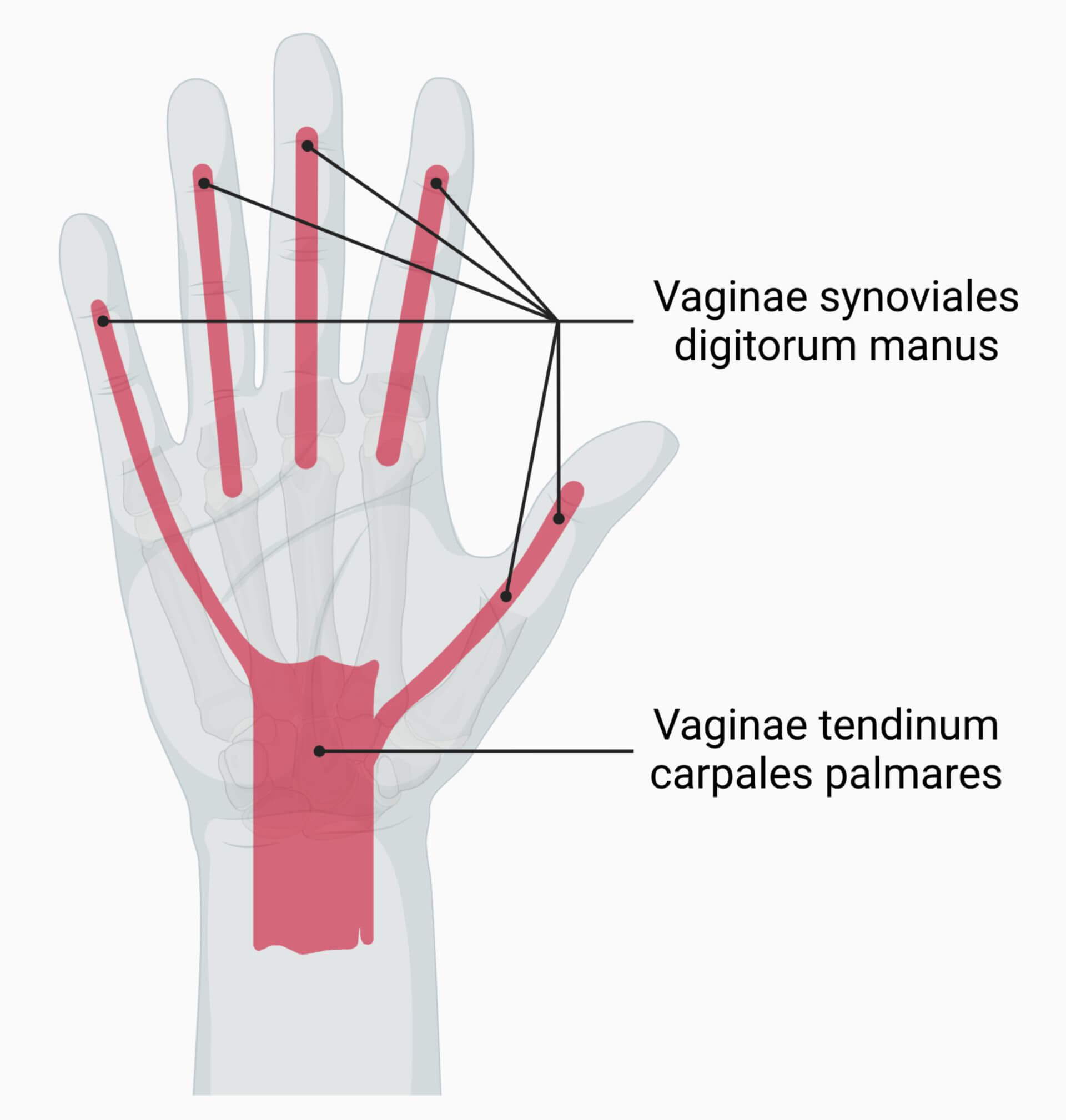 Sehnenscheiden der Hand