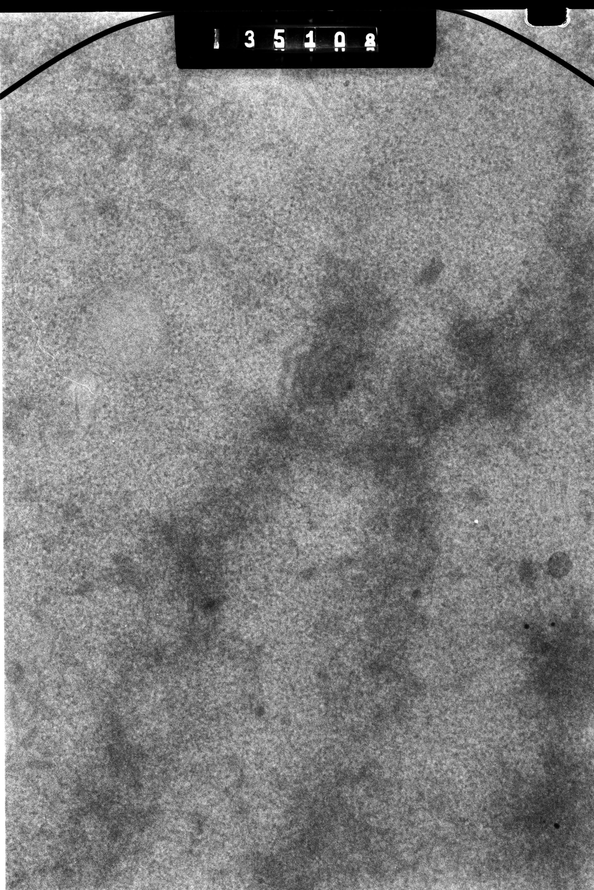 Cricetulus griseus (Nuclear chromosome) - CIL:41699
