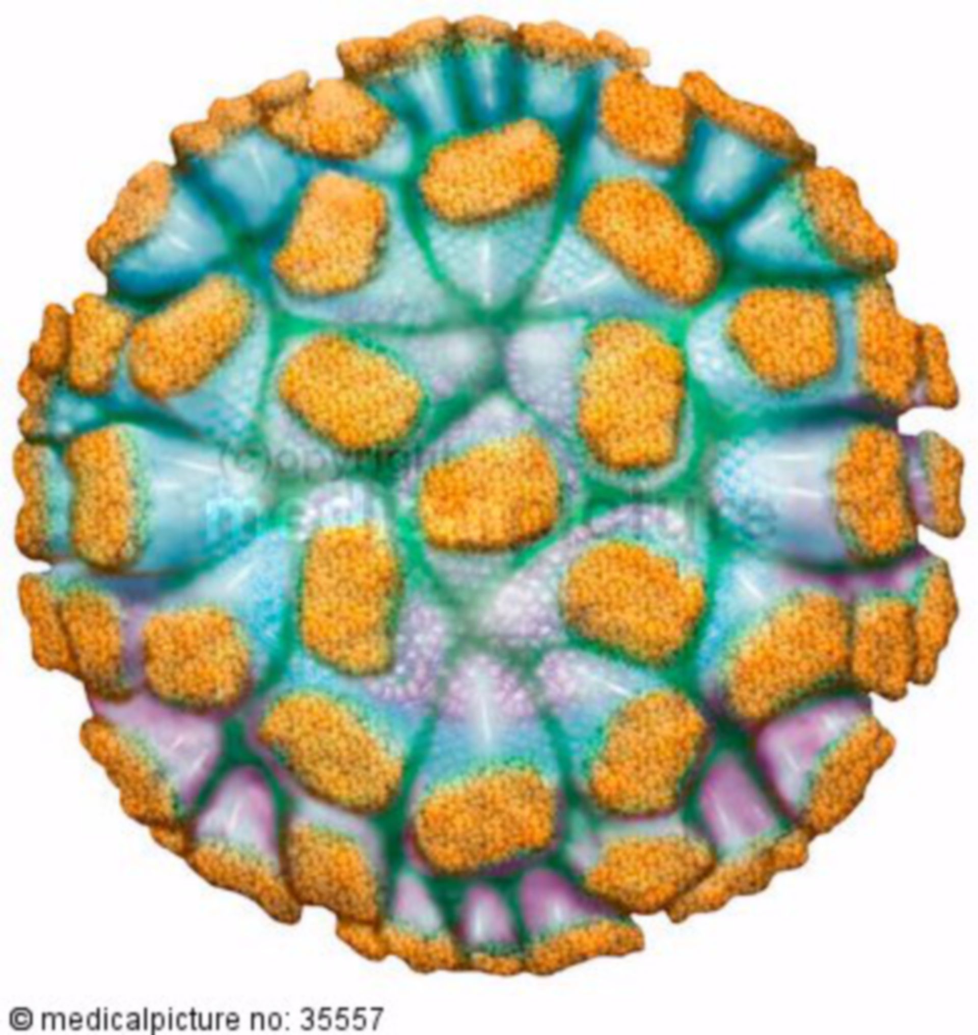  Norwalk Virus, Norovirus, Virenmodell 
