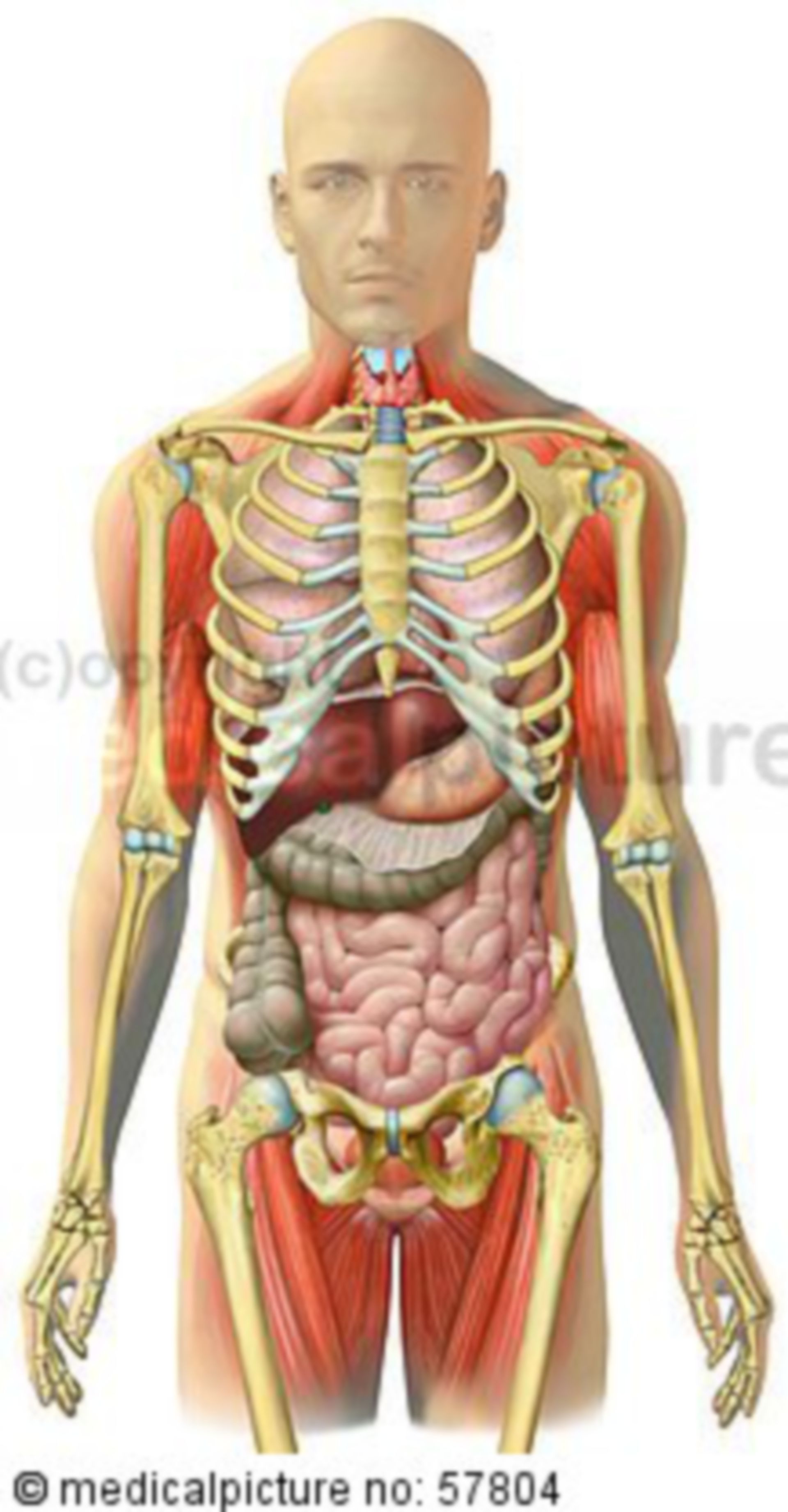 Anatomical illustrations - skeleton with pectoral, abdominal, pelvic intestines, and skeletal muscles