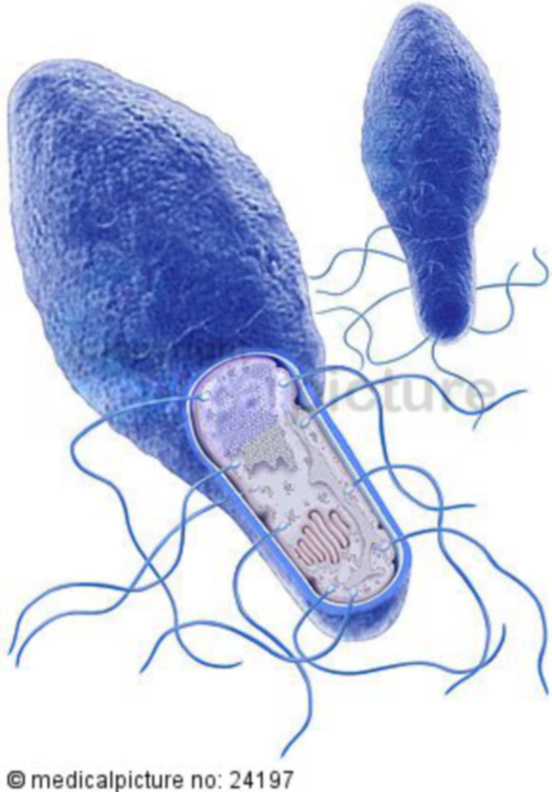 Clostridium botulinum, bacteria illustration