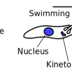 Epimastigot DocCheck Flexikon