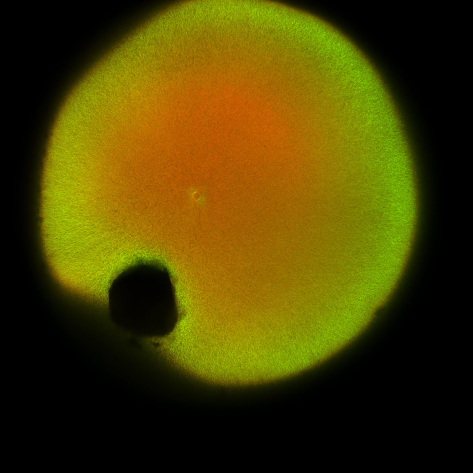 Xenopus laevis (DNA) - CIL:36499