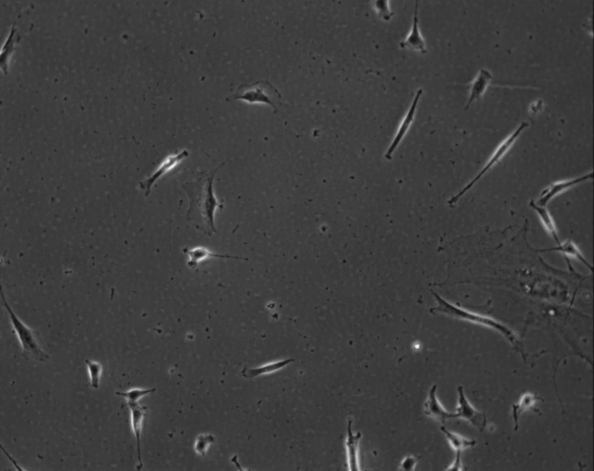 Mus musculus (Extracellular matrix part) - CIL:9003