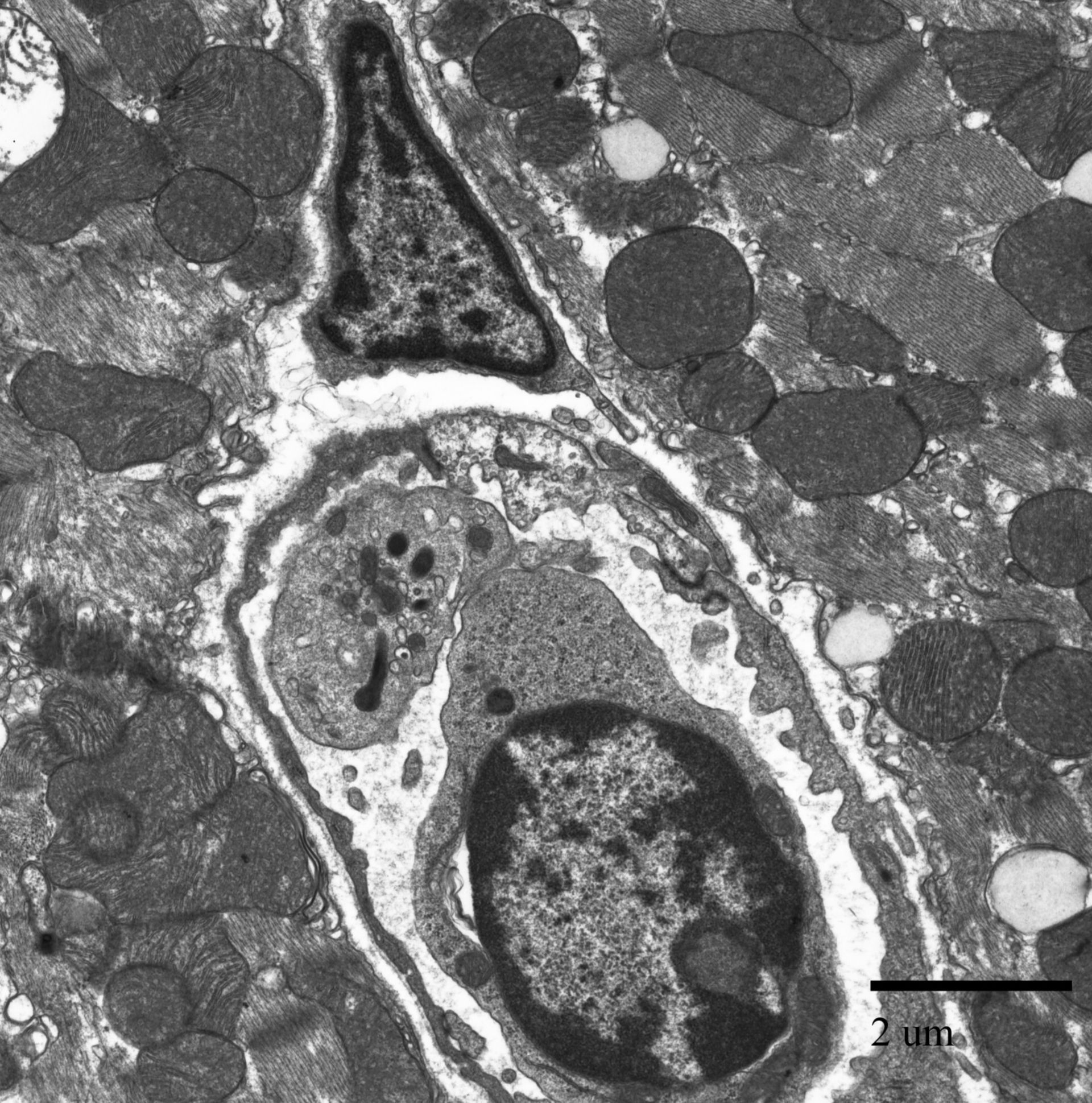 Mus musculus (Nucleus) - CIL:39756