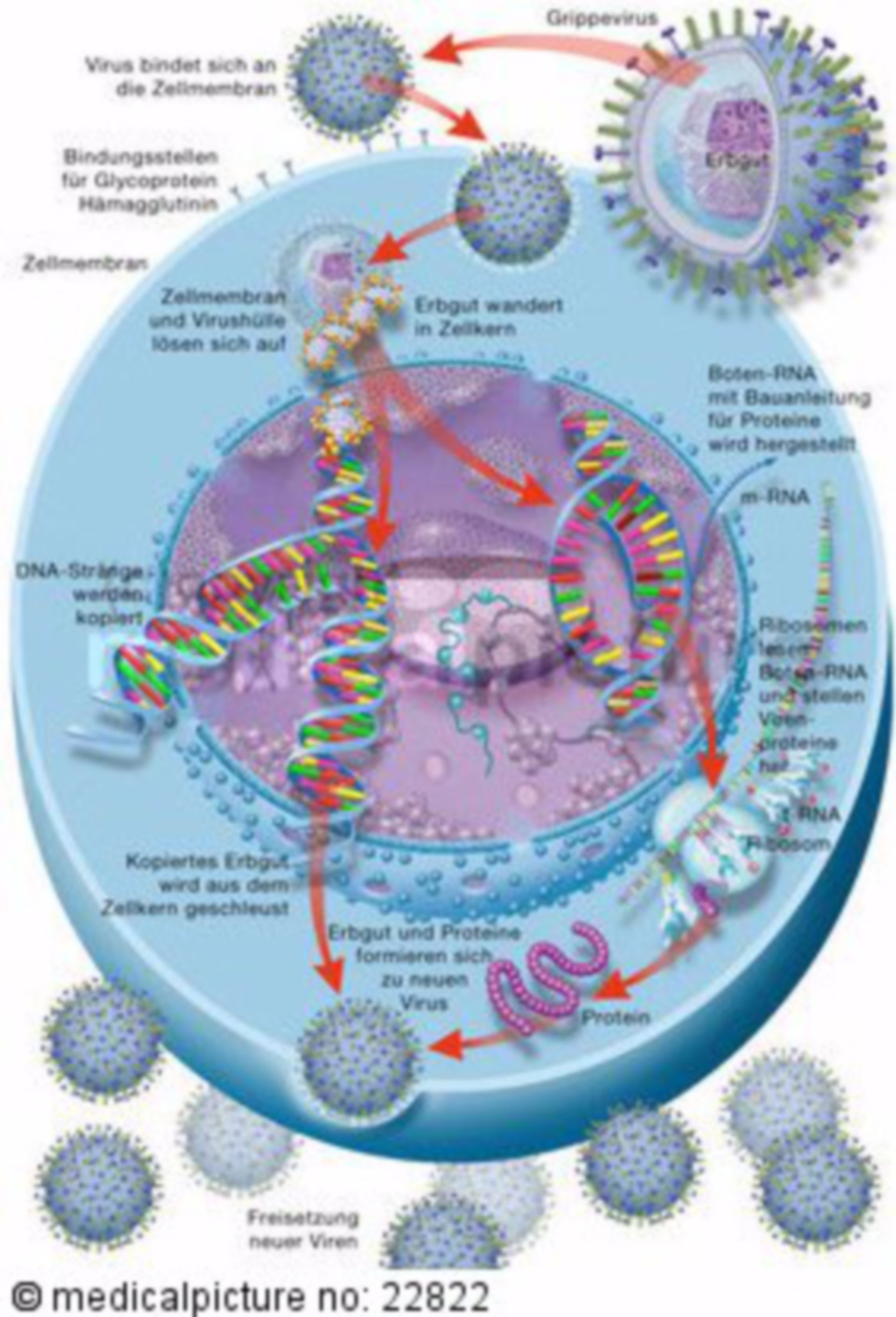 Reproductive cycle of viruses