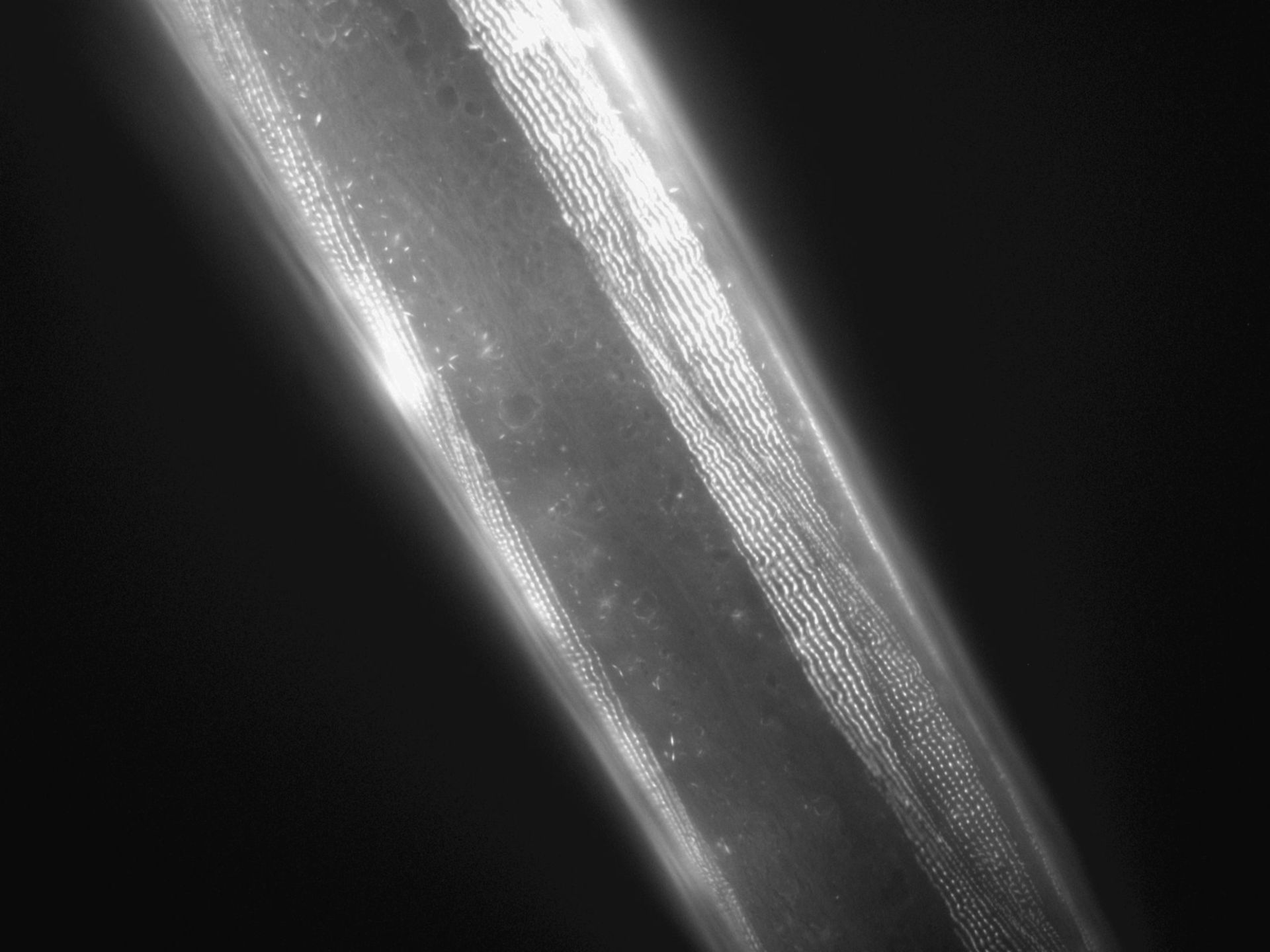 Caenorhabditis elegans (Actin filament) - CIL:1041