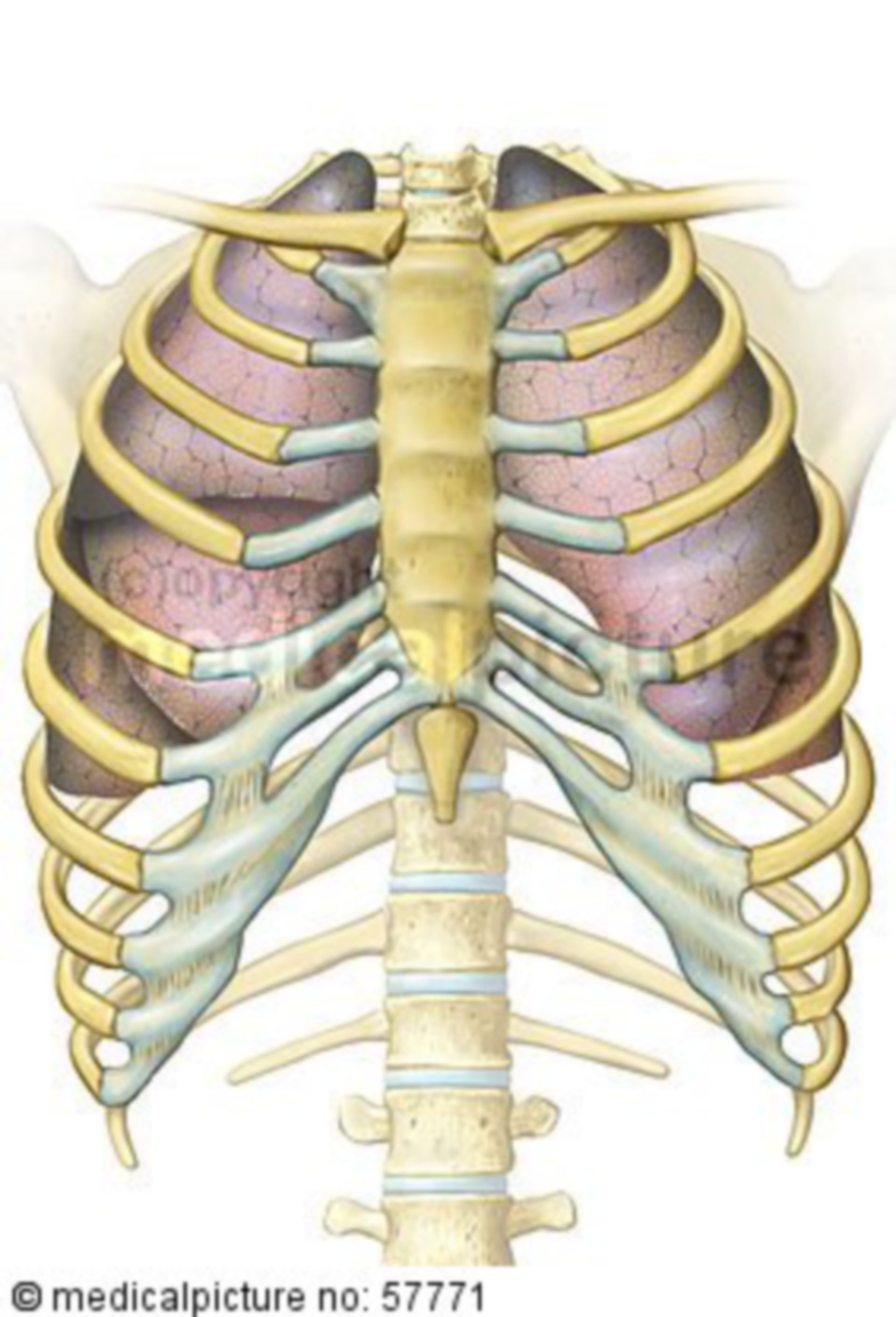  Anatomische Illustrationen - Lunge in Brustkorb 
