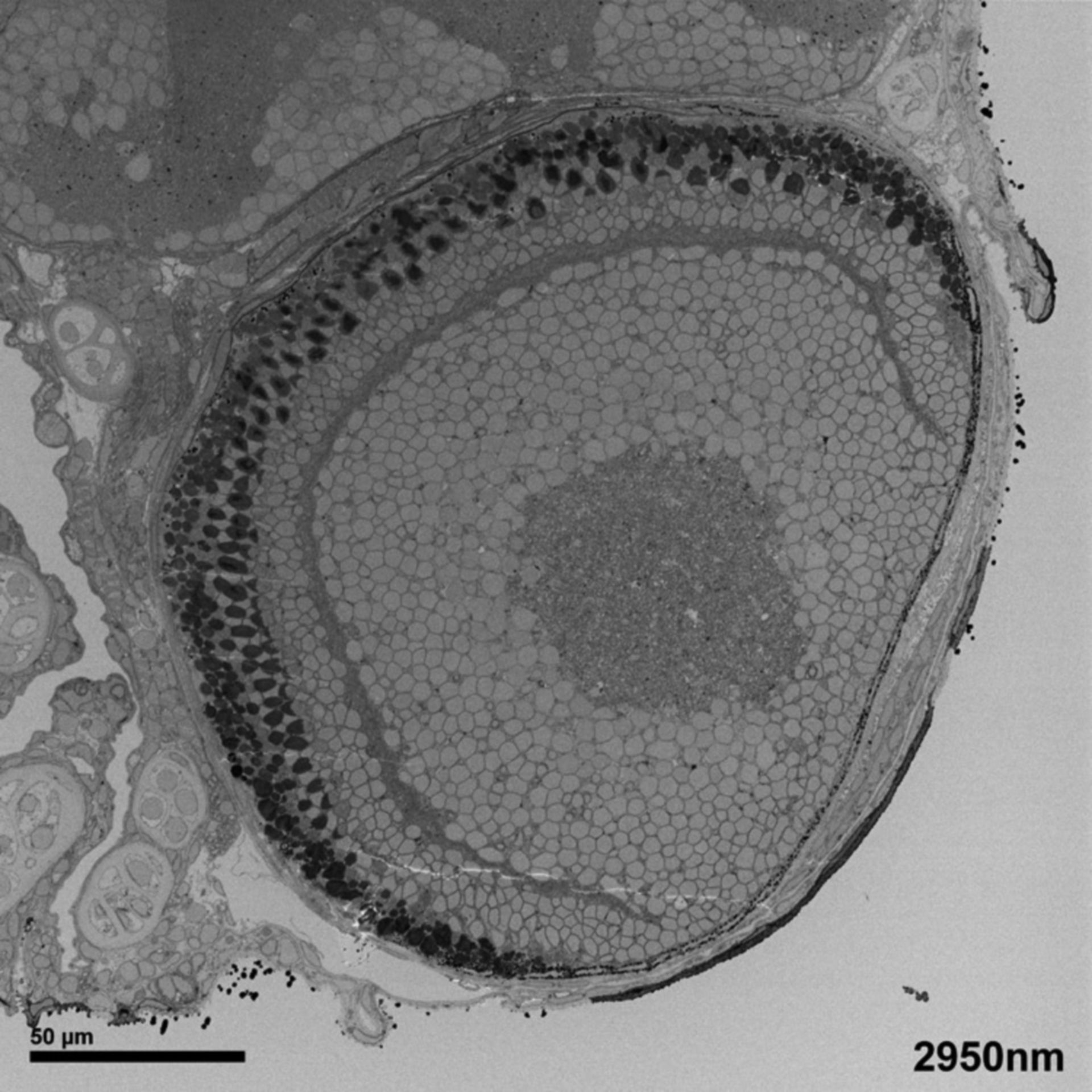 Danio rerio (FMA:54448) - CIL:6516