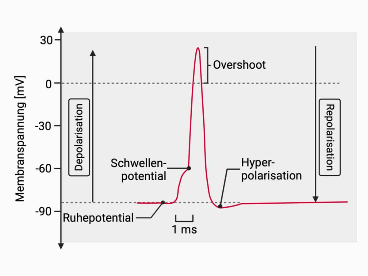Phasen des Aktionspotenzials