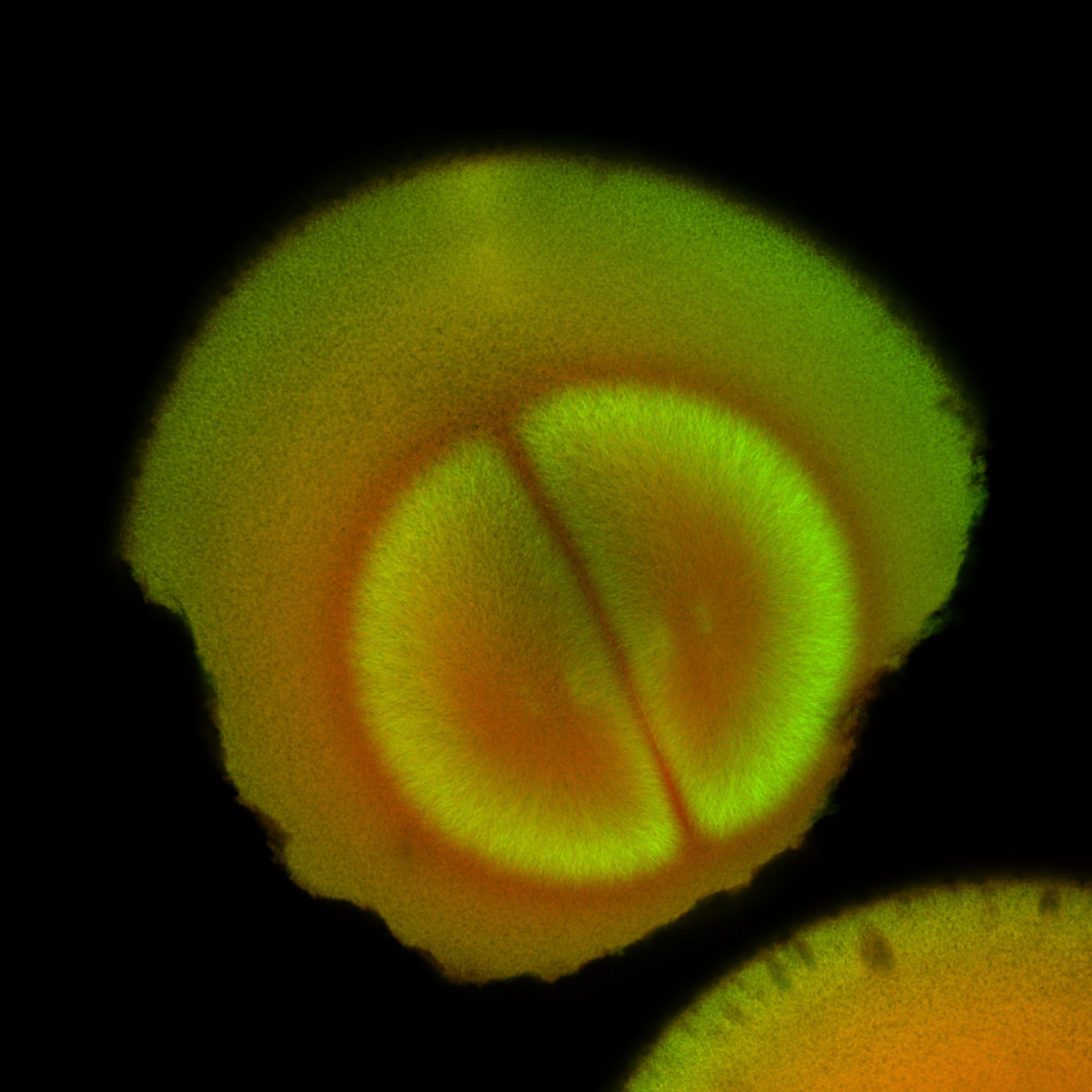 Xenopus laevis (DNA) - CIL:36565