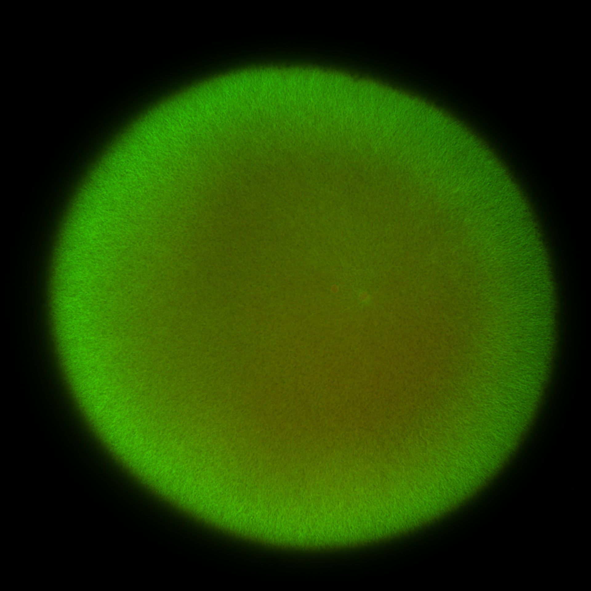 Xenopus laevis (DNA) - CIL:36491