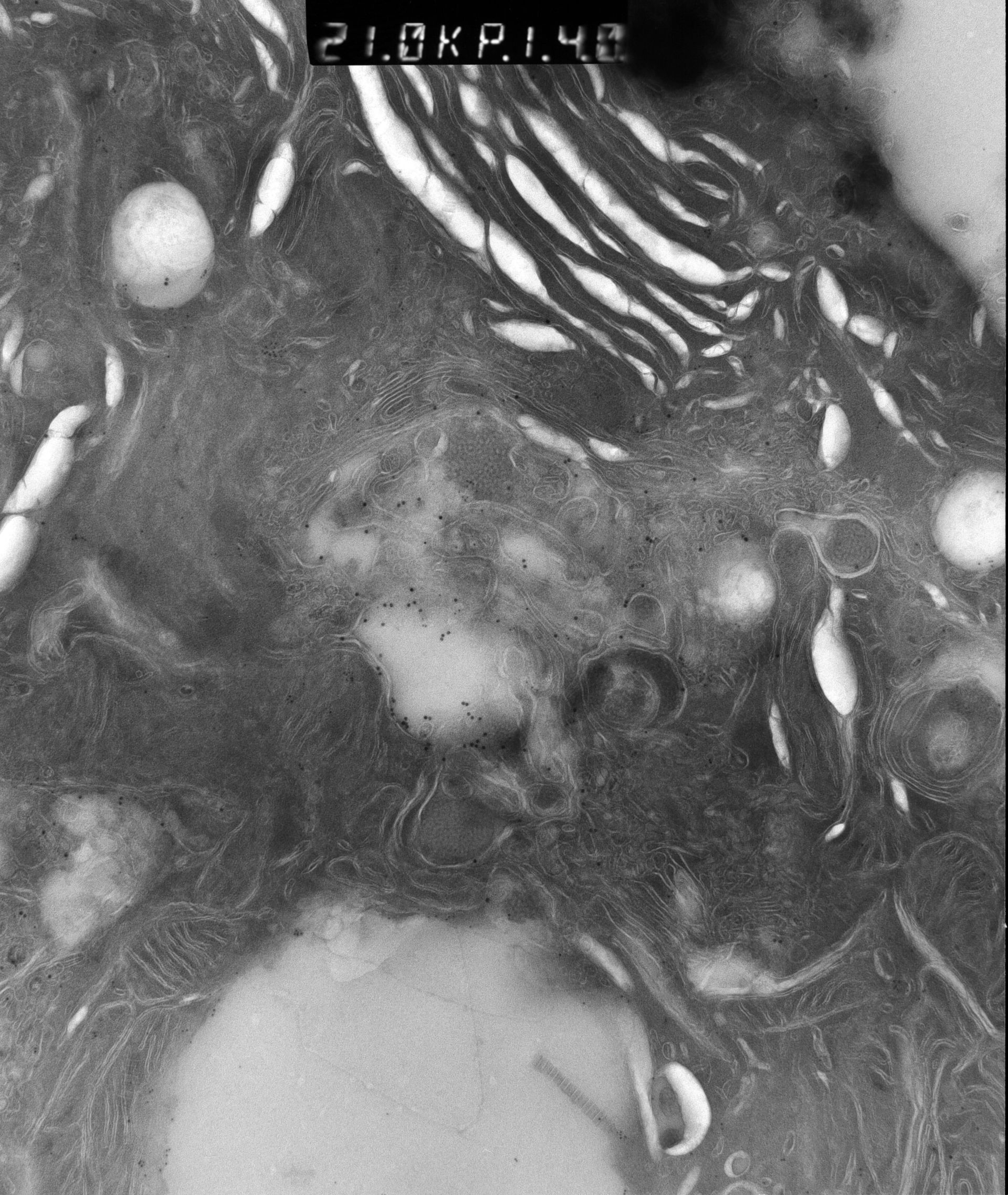 Rattus rattus (Mitochondrion) - CIL:12918