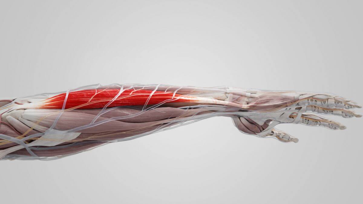 Musculus flexor carpi ulnaris