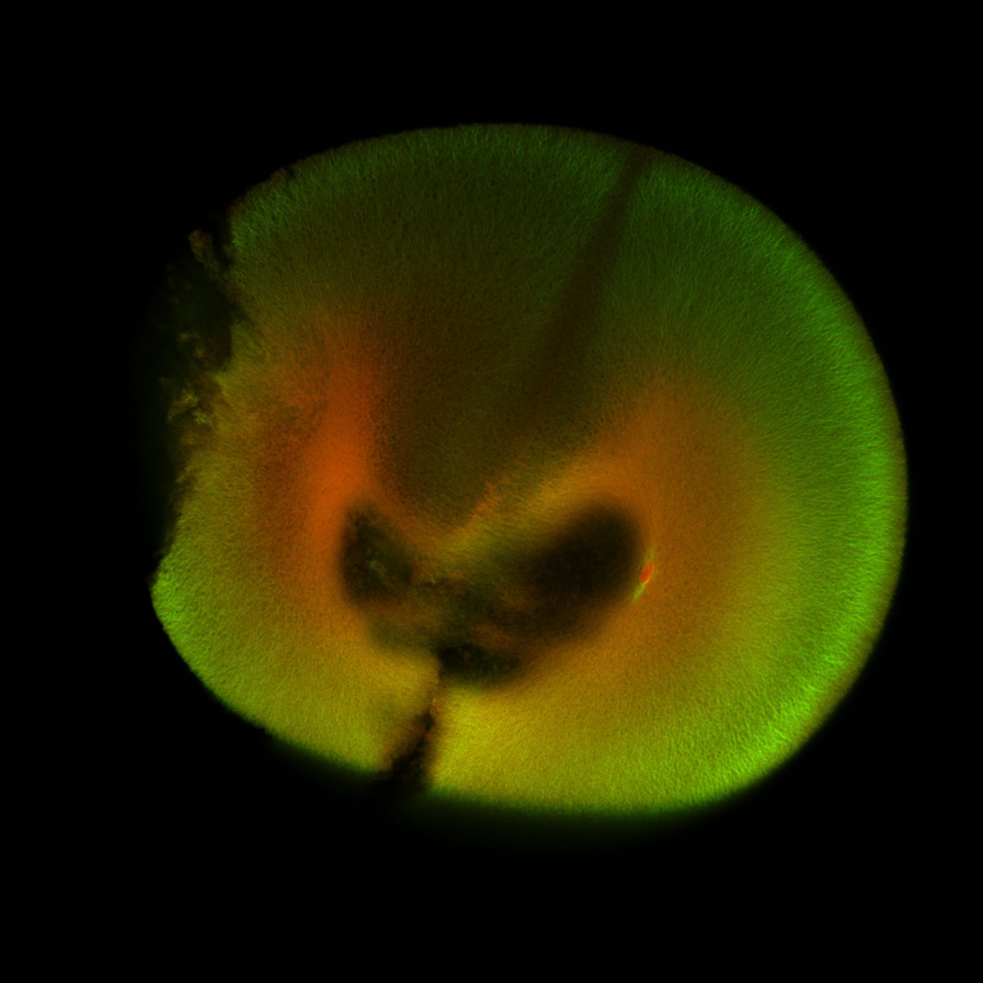 Xenopus laevis (DNA) - CIL:36590