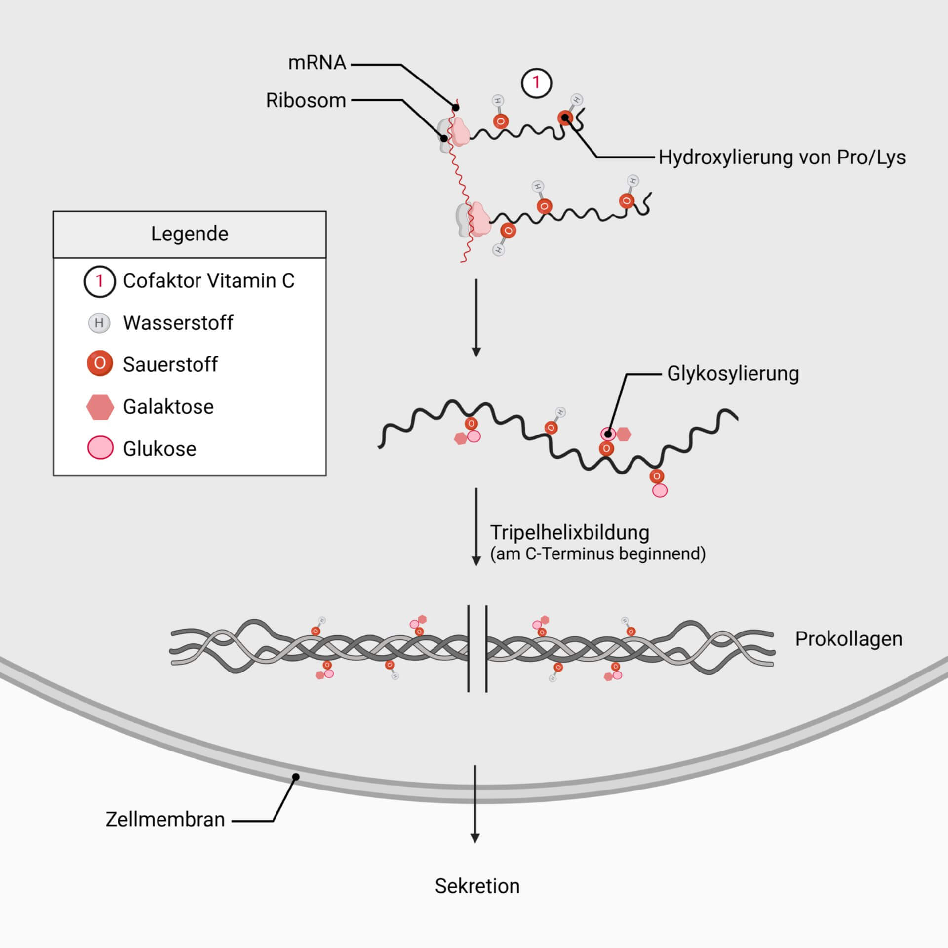 Kollagensynthese intrazellulär