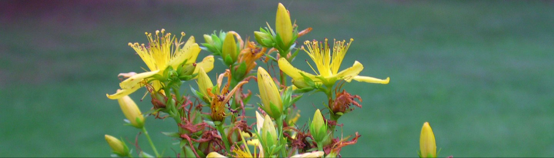 Phytopharmaka Lohnt sich der Wechsel?  DocCheck