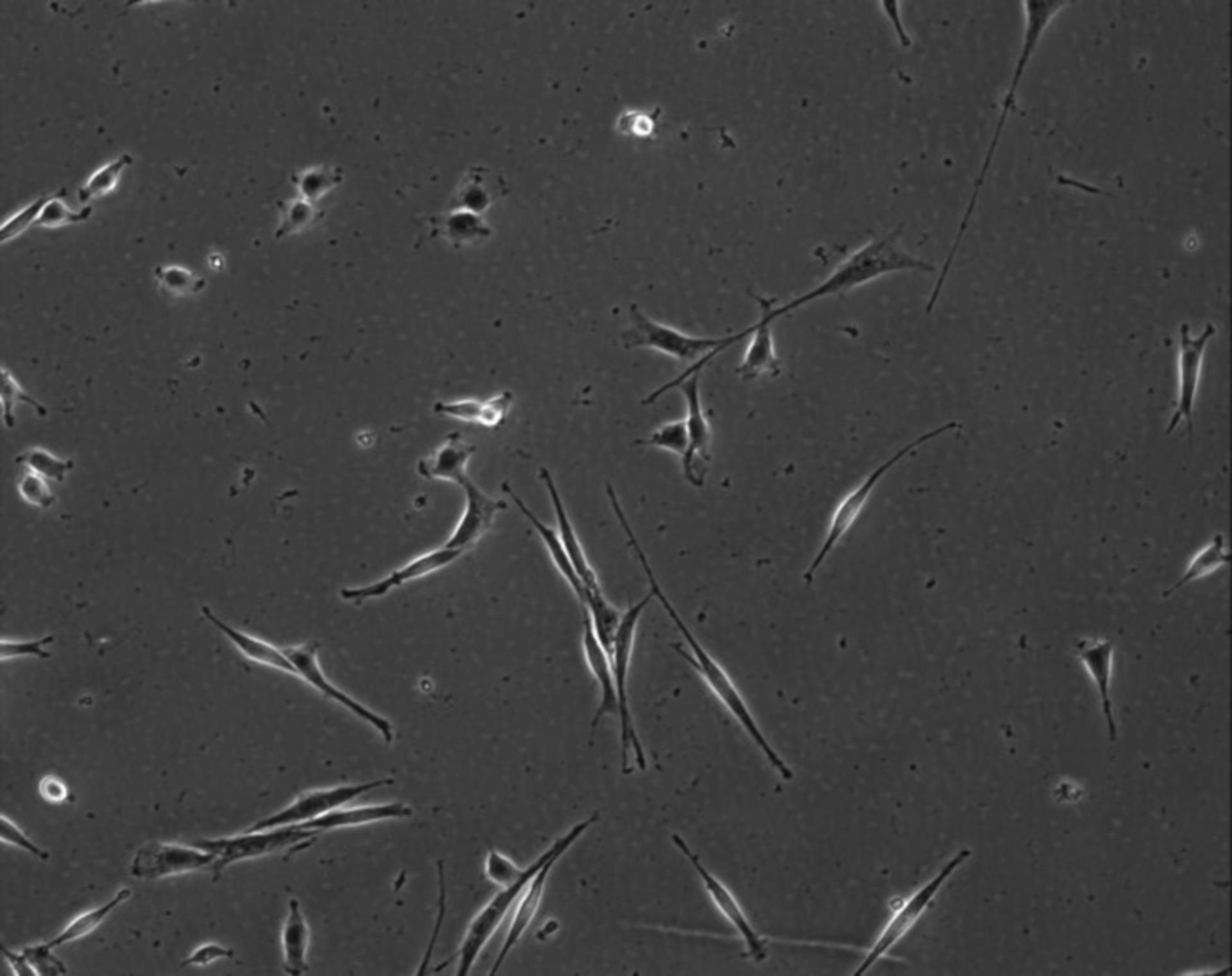 Mus musculus (Extracellular matrix part) - CIL:9001