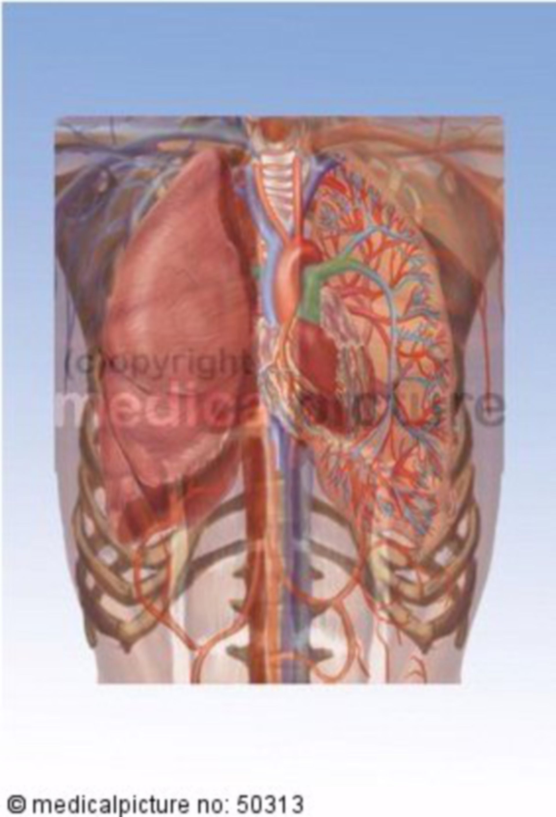  Brustkorb mit Organen und Gefäßen 
