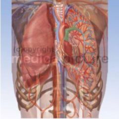 Thorax Doccheck Flexikon
