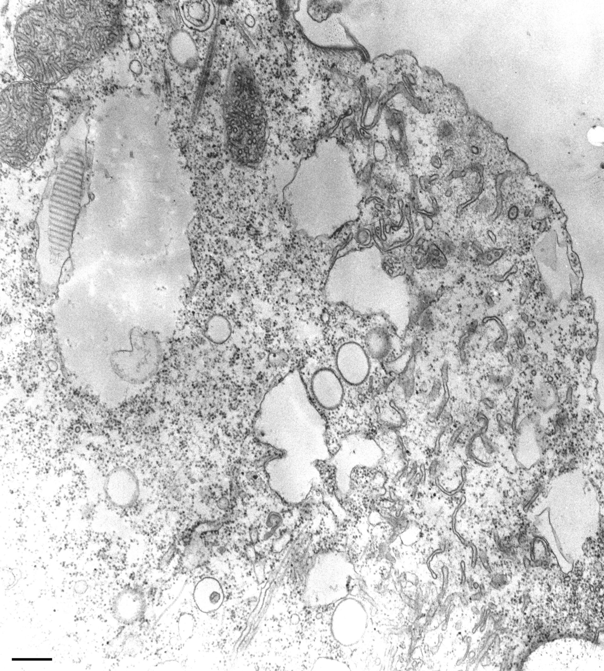 Paramecium multimicronucleatum (Microtubule) - CIL:13138