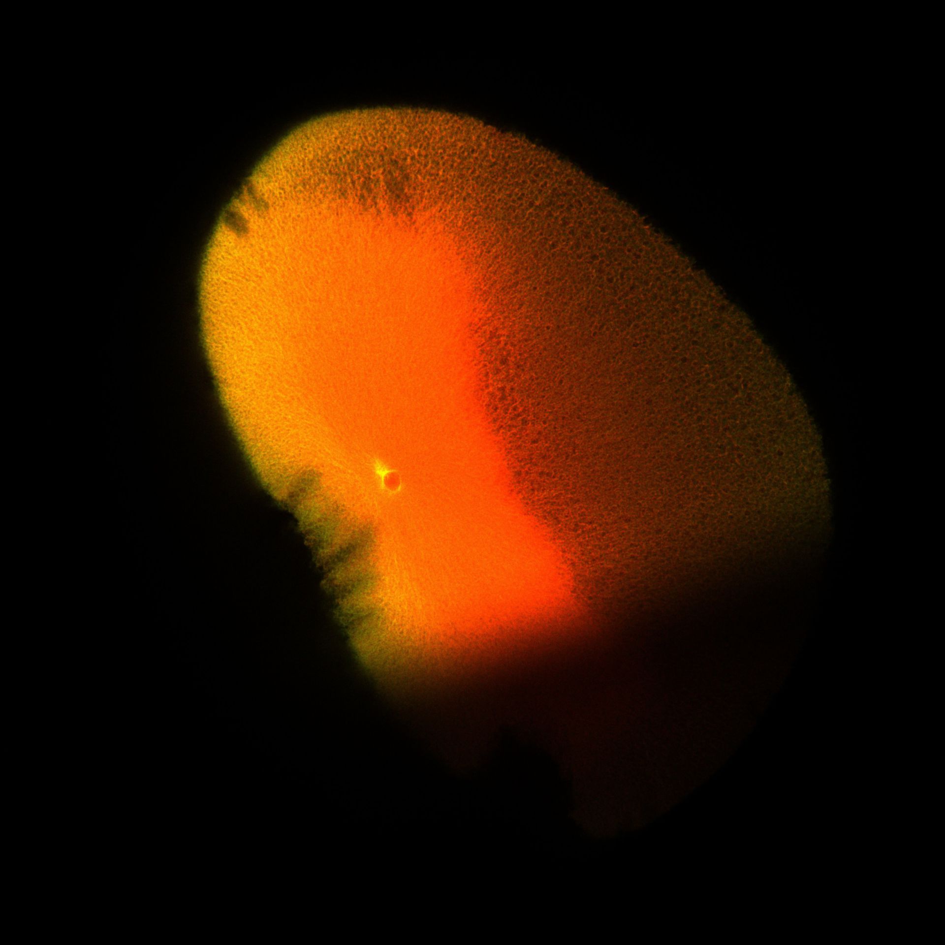 Xenopus laevis (DNA) - CIL:36515