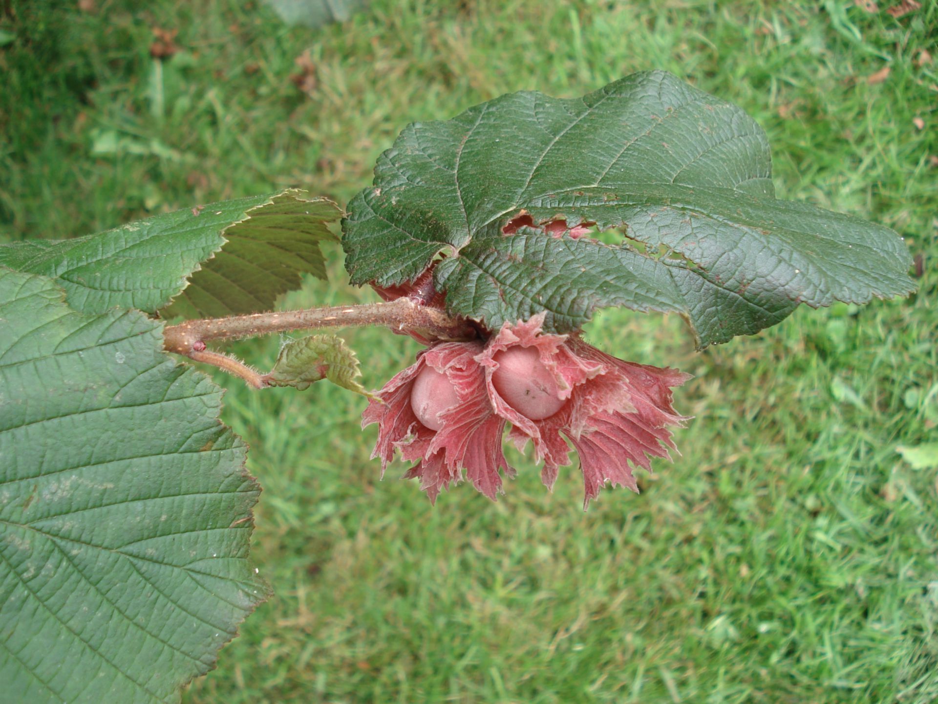 Haselnuss, Corylus avellana - DocCheck