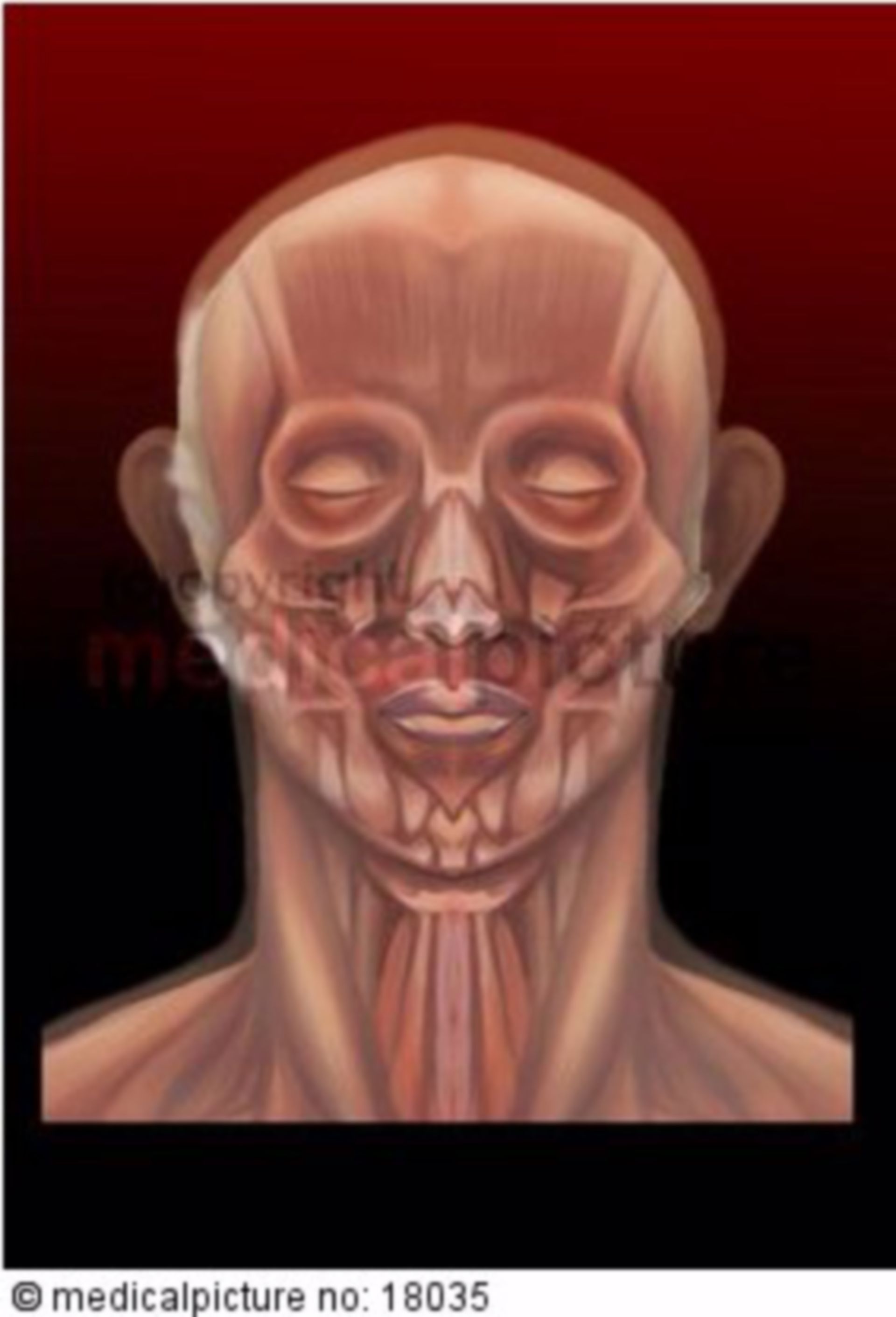 Plastische Darstellung der Kopf- und Halsmuskulatur