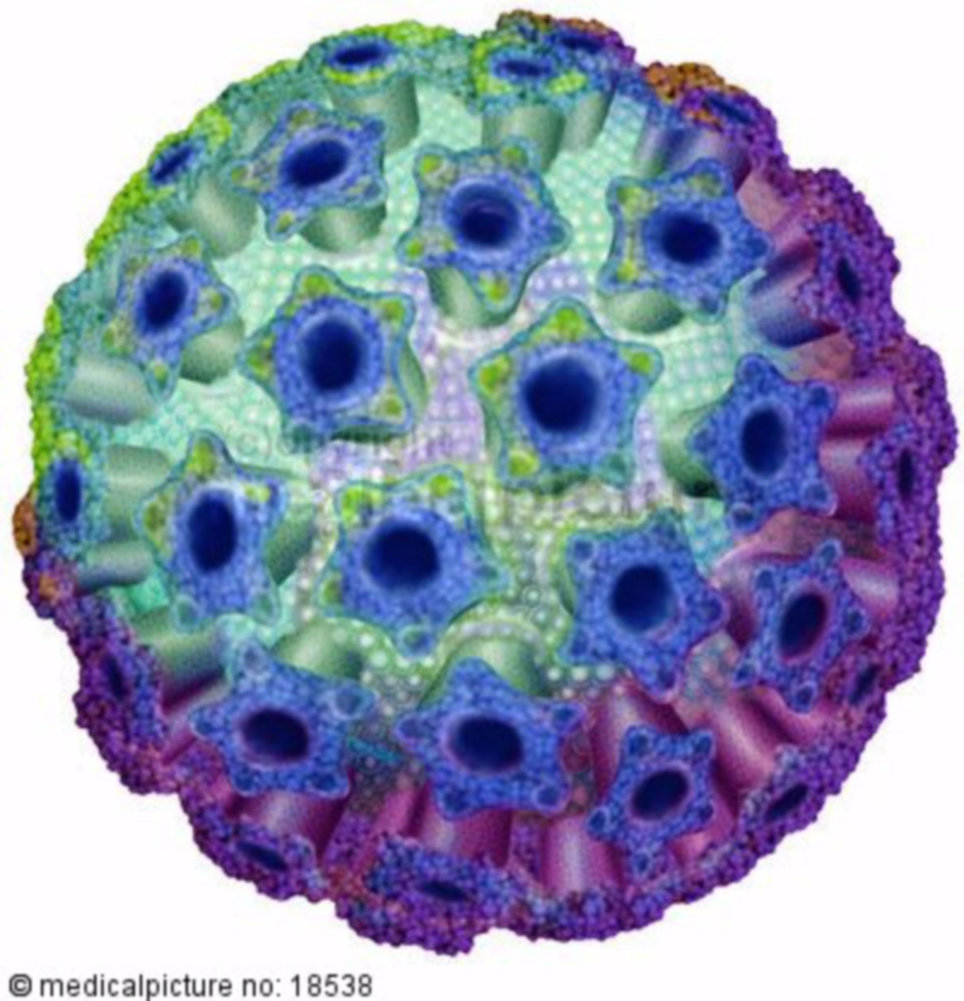 Humanes Papilloma Virus, HPV