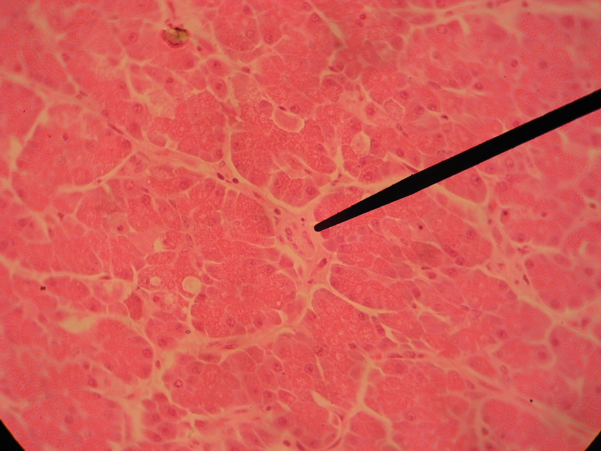 Pancreas of a sheep (2) - Ductulus intralobularis