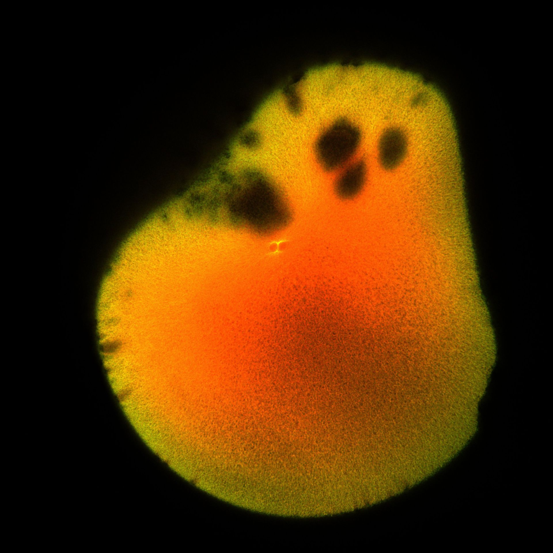 Xenopus laevis (DNA) - CIL:36516