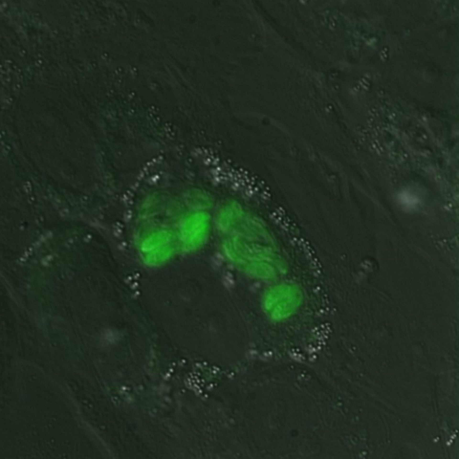 Toxoplasma gondii RH (Cortical microtubule) - CIL:10533