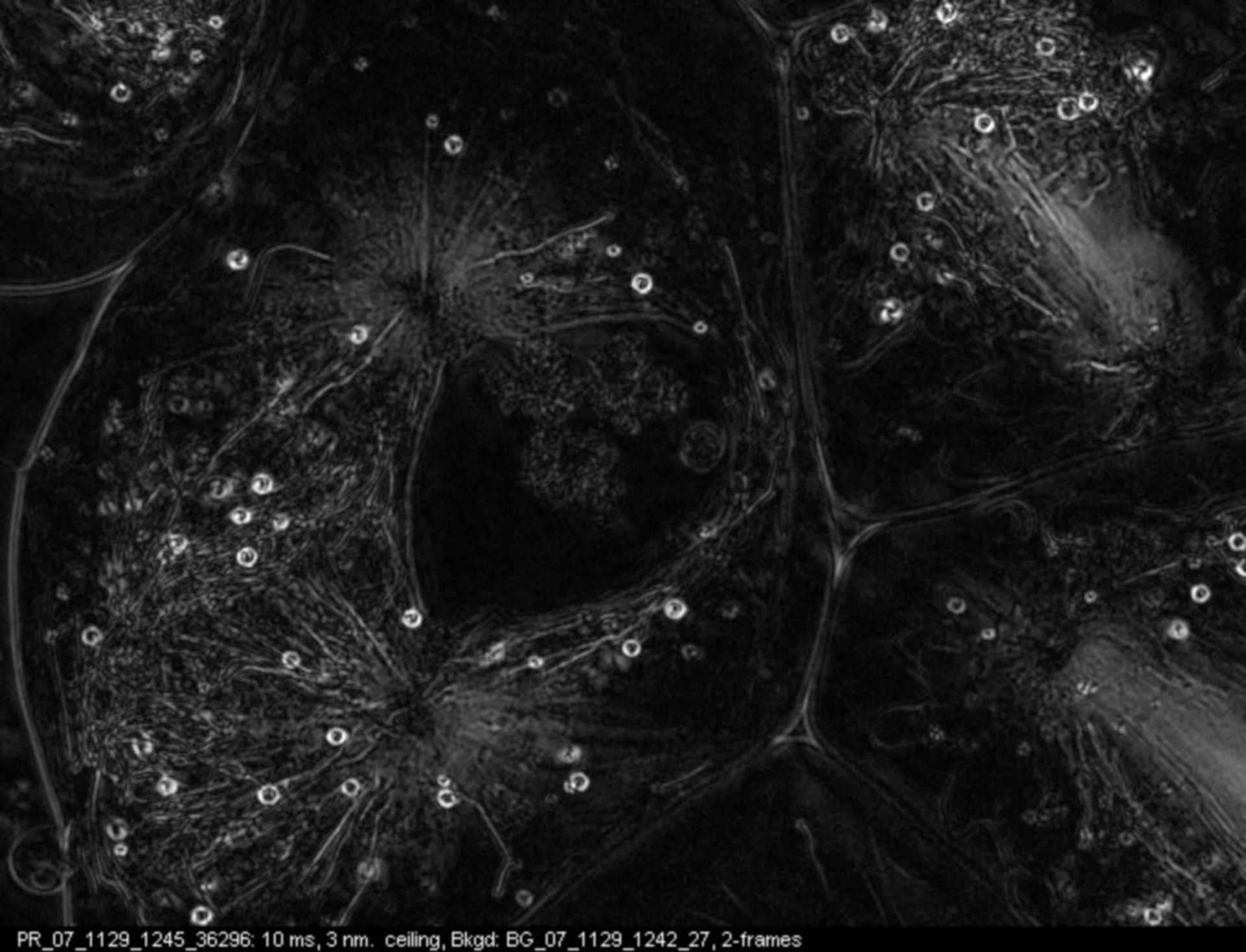 Nephrotoma suturalis (Nuclear chromosome) - CIL:12026