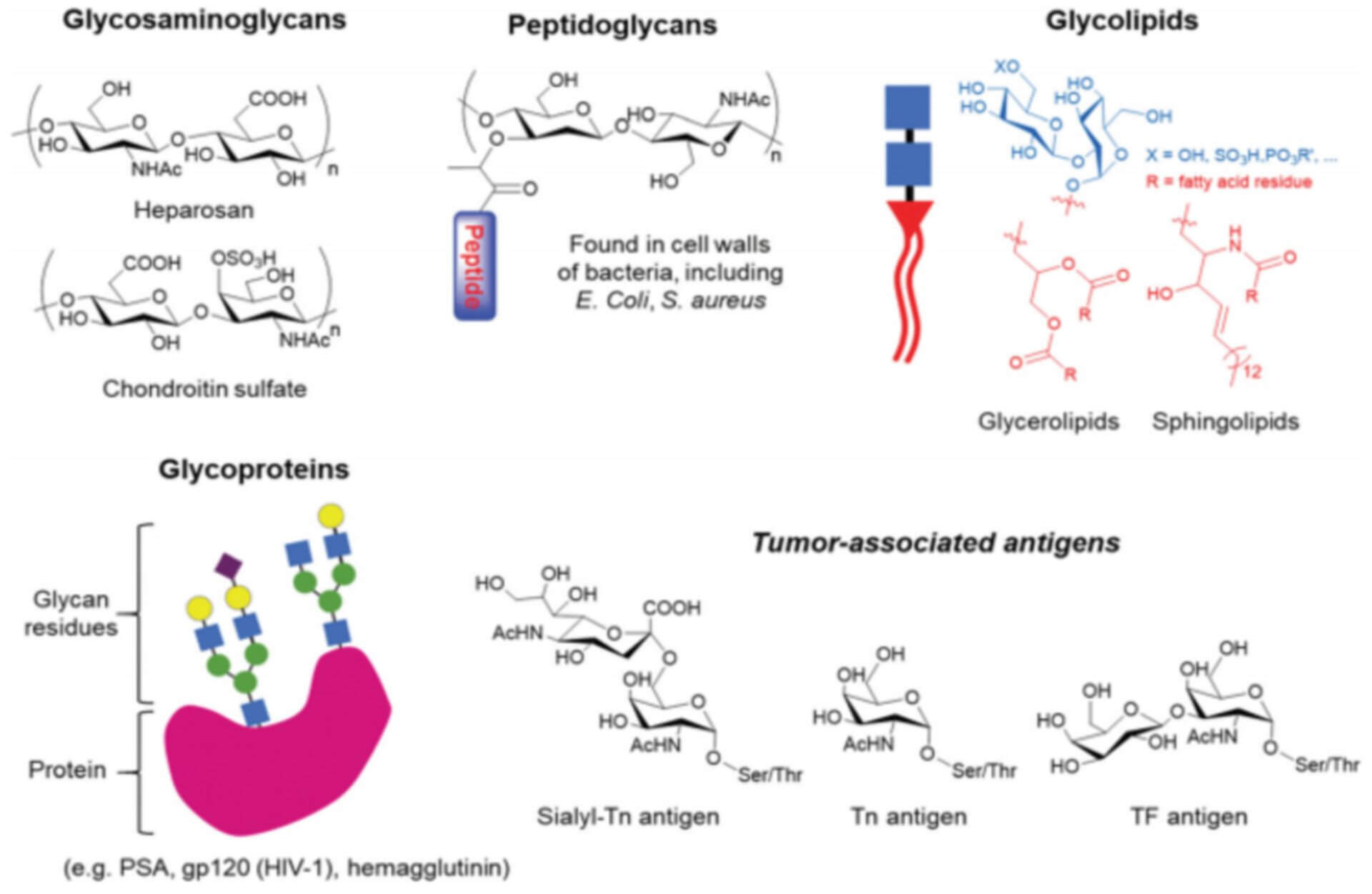 Glycan