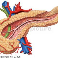 Pancreas - DocCheck Flexikon