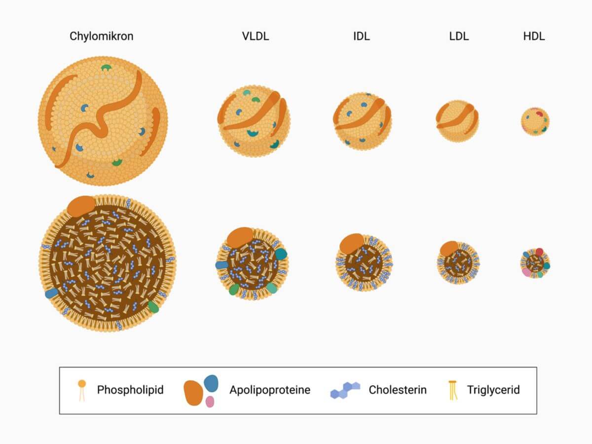 Free Lipoprotein VLDL Icons Symbols Images BioRender 41 OFF Free Lipoprotein VLDL Icons Symbols Images BioRender 41 OFF