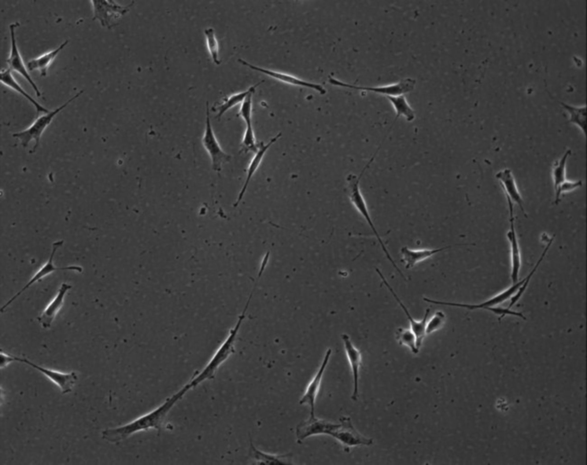 Mus musculus (Extracellular matrix part) - CIL:8953