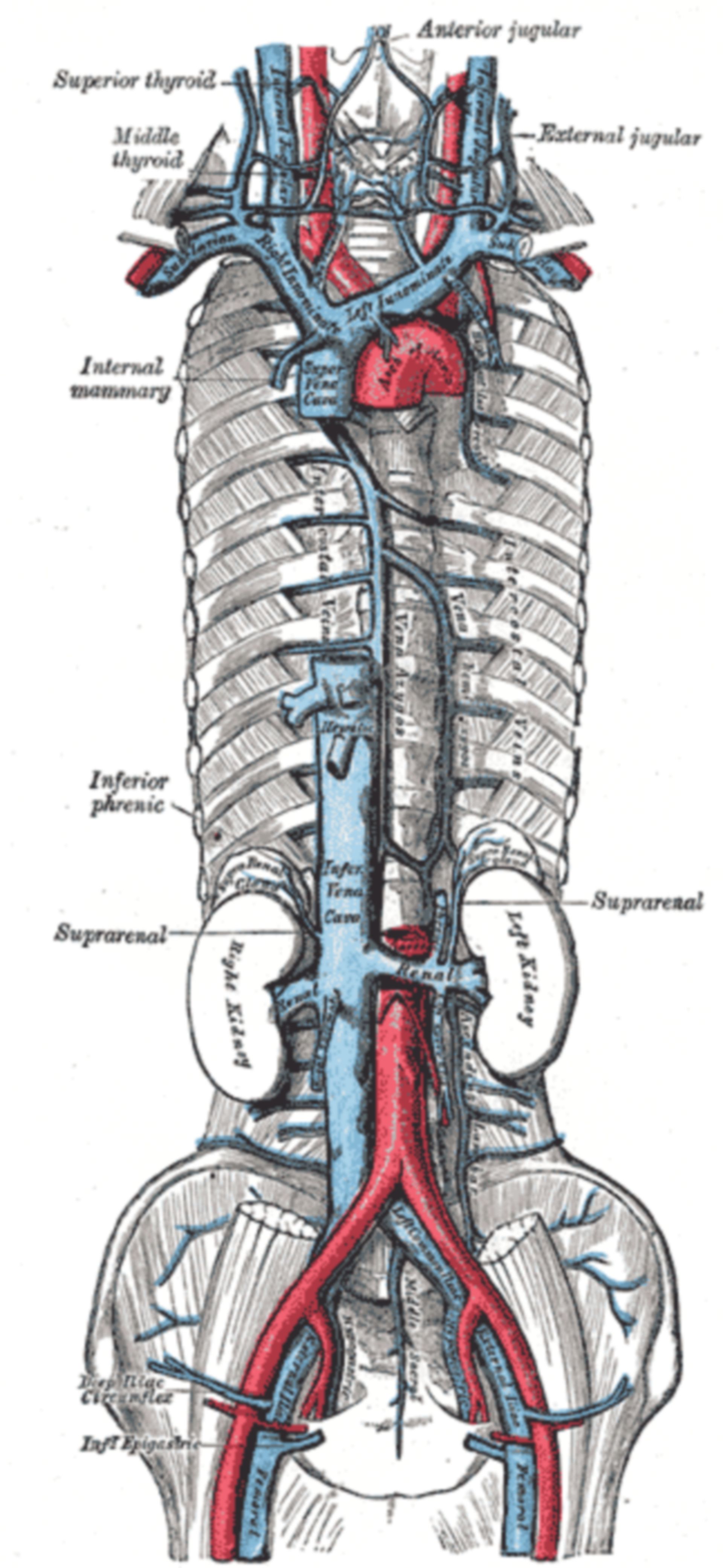 Vena cava y aorta