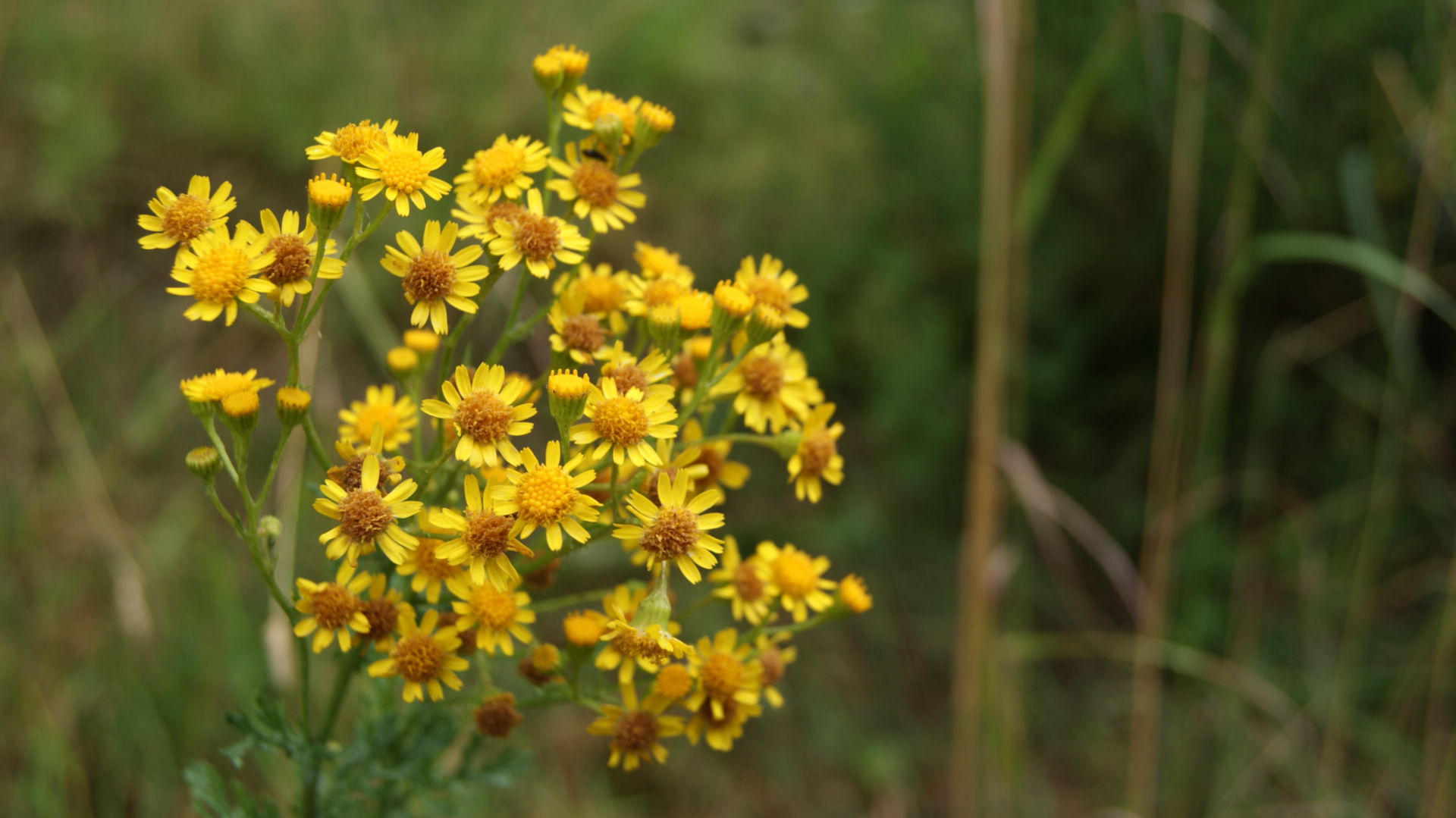 Senecio jacobaea