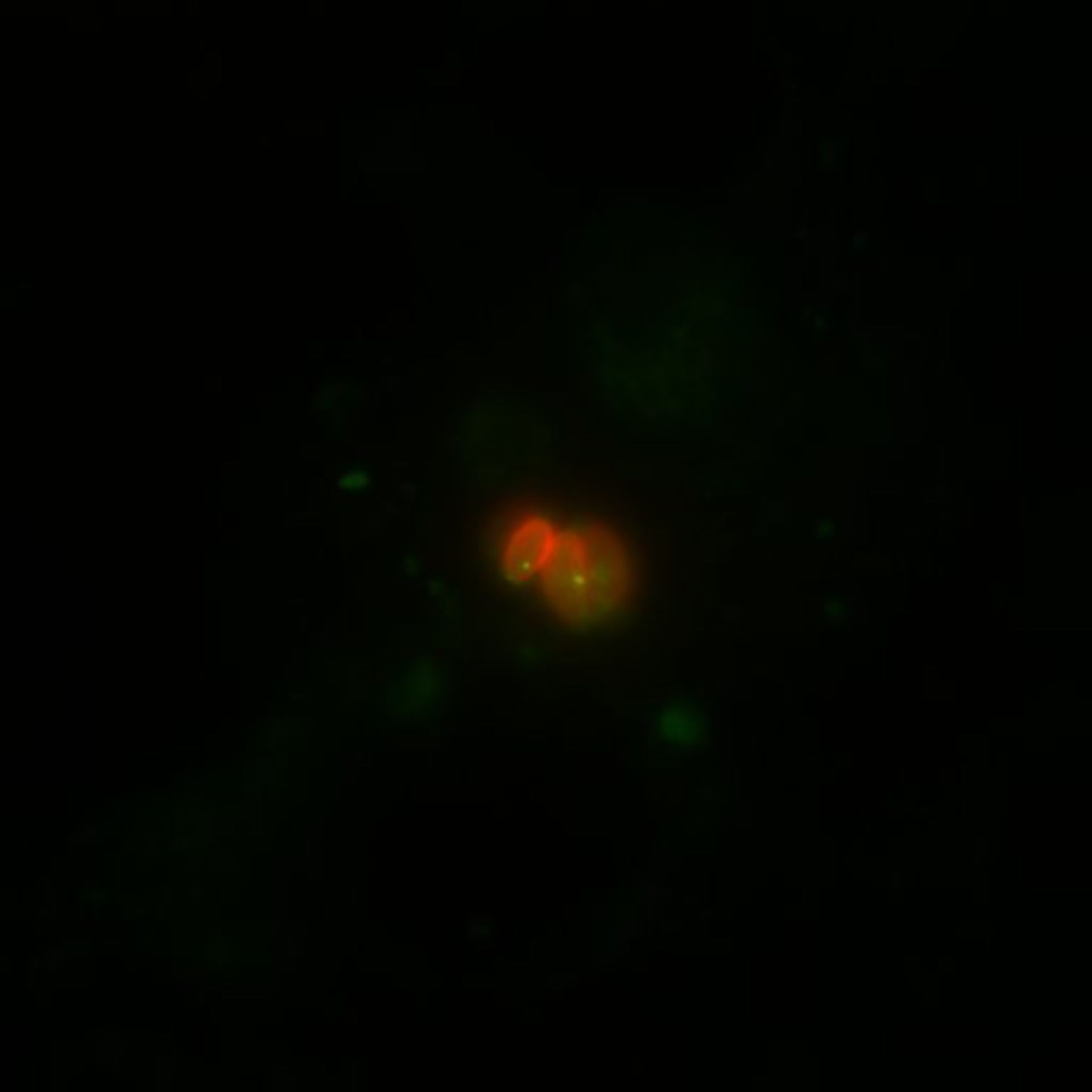 Toxoplasma gondii RH (Polar ring of apical complex) - CIL:10508