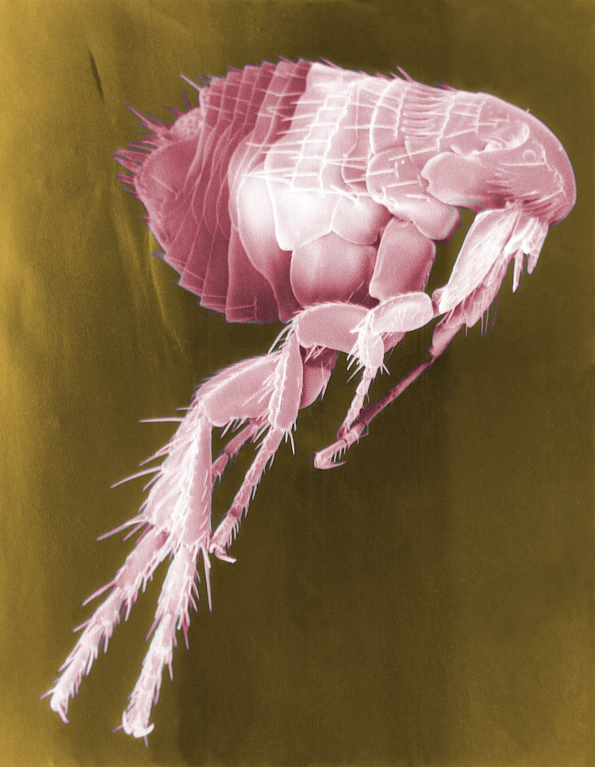 Flea Scanning Electron Micrograph