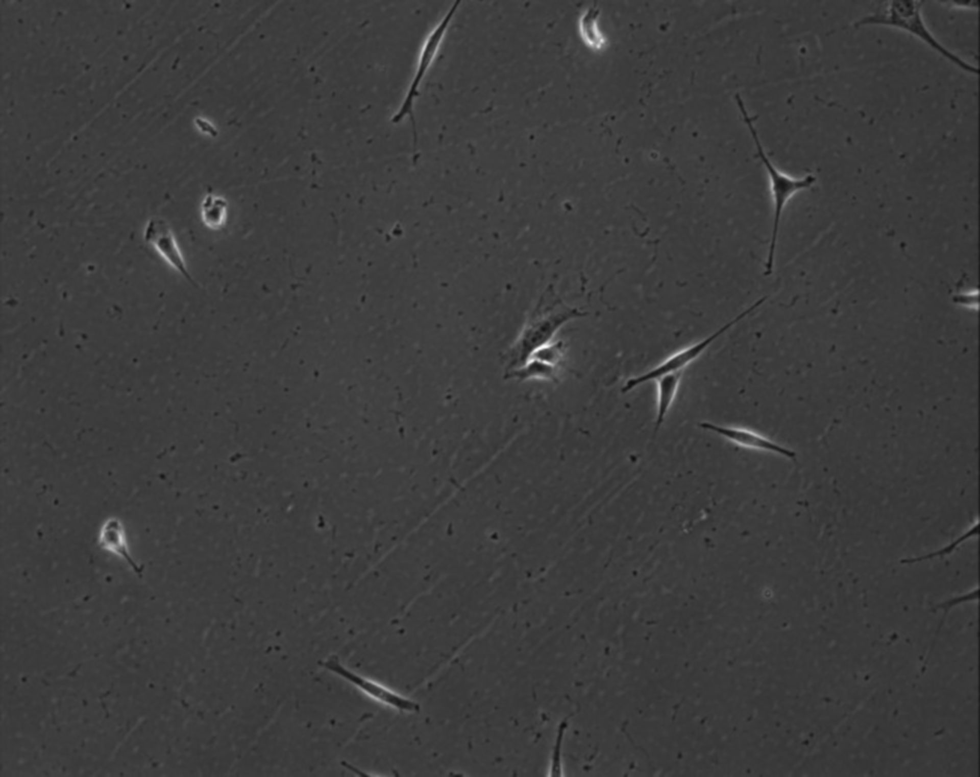 Mus musculus (Extracellular matrix part) - CIL:7862