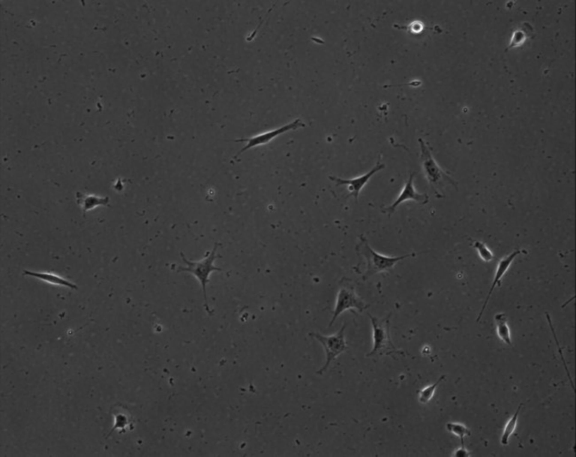 Mus musculus (Extracellular matrix part) - CIL:8855