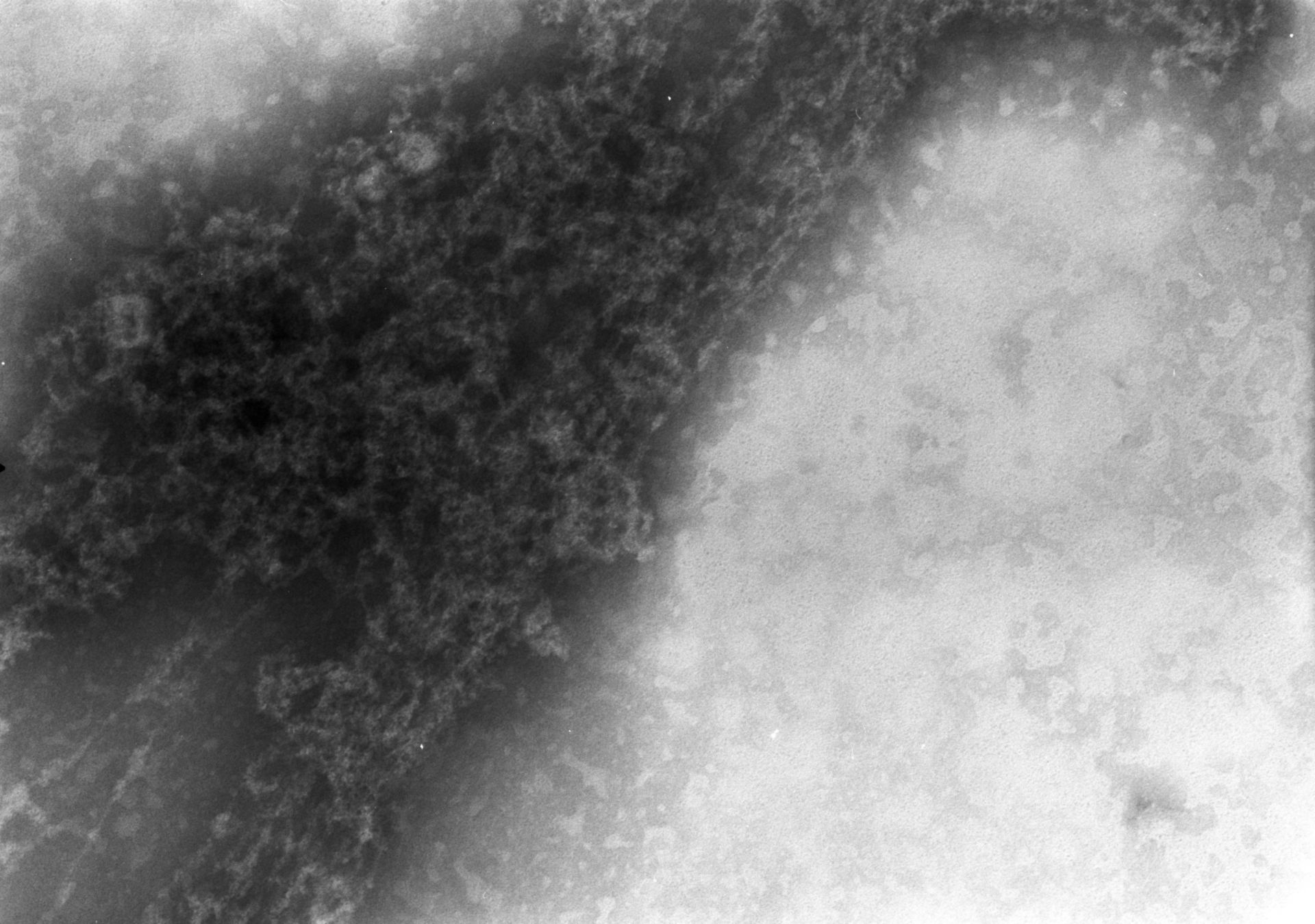 Notopthalmus viridescens (Nuclear chromatin) - CIL:7356