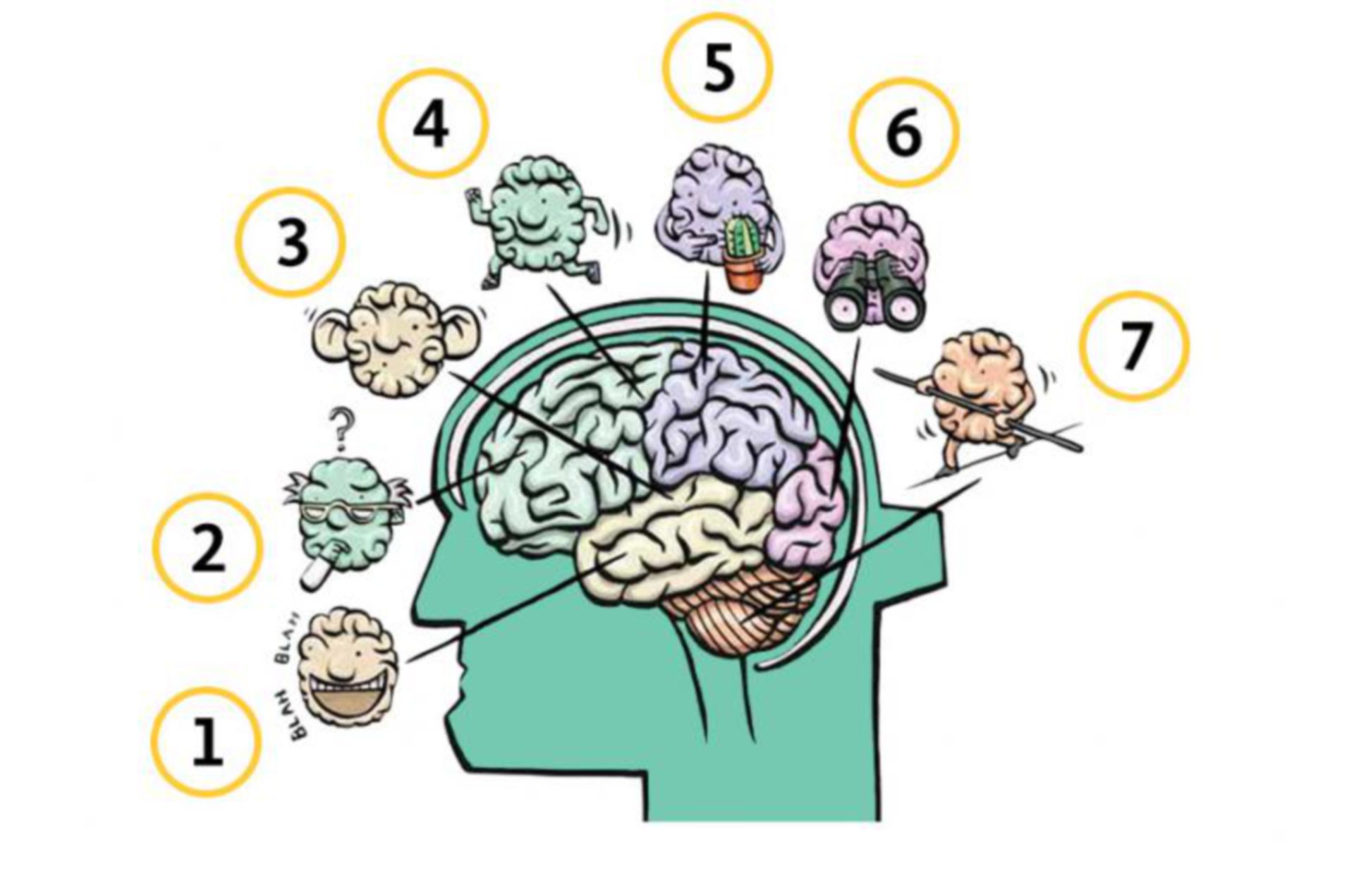 Die Aufgabenbereiche des Gehirns