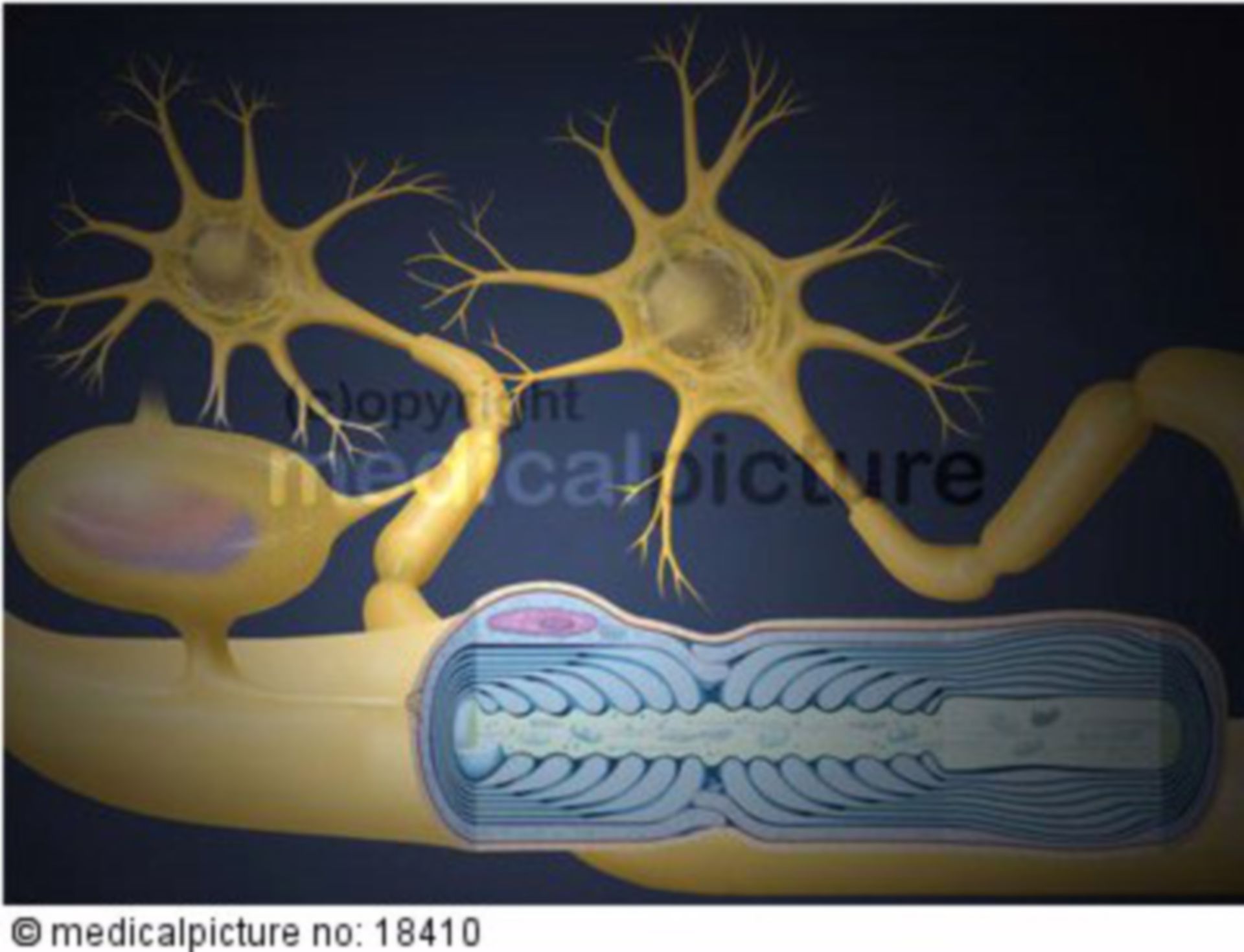 Nerve cell, multipolar